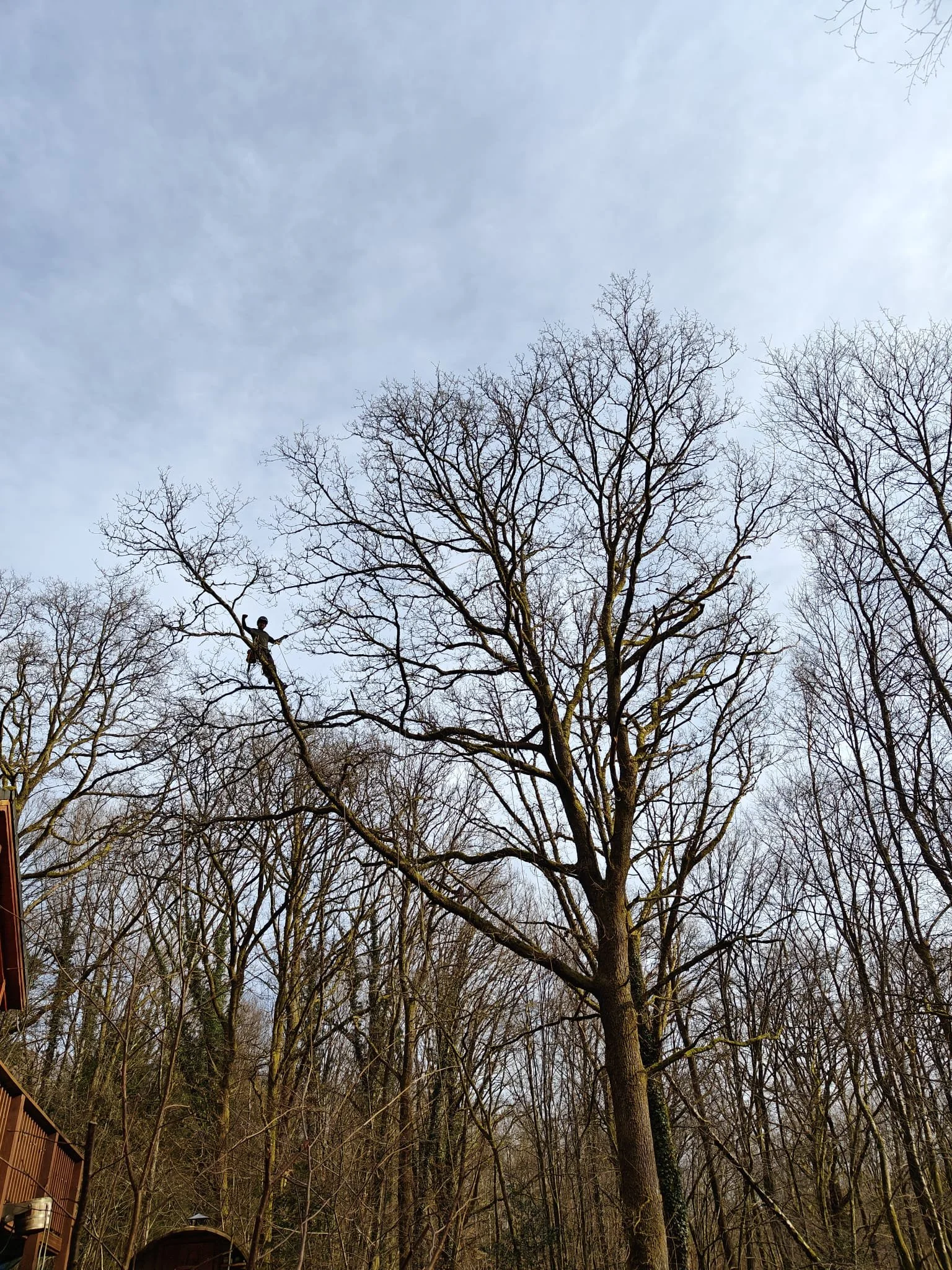 Verticaal foto gericht op een grote boom in een bos, met Tijl die in de boom zit.