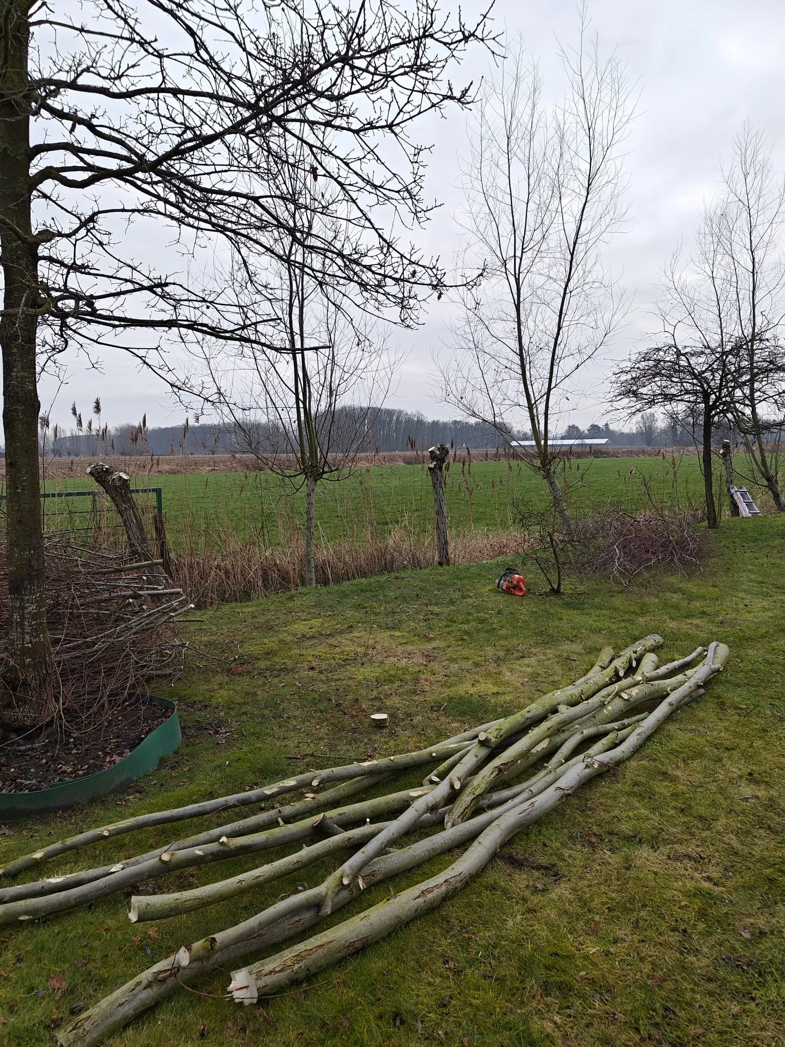 Een tuin met daarin gekapte takken van bomen.