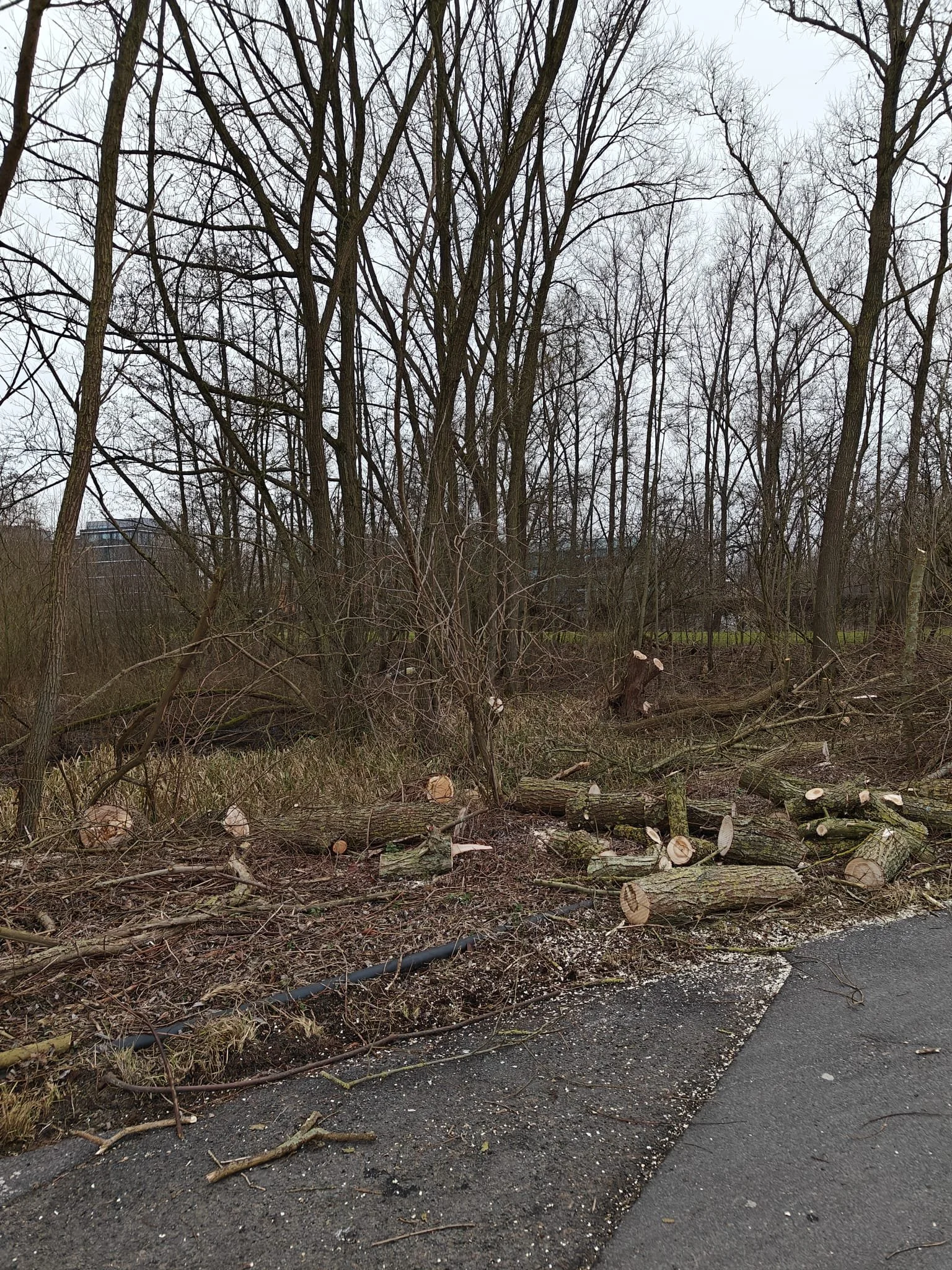 Omgewaaide bomen en takken langs de rand van een weg, zonder bladeren, waarschijnlijk in de winter, met een grasveld en bomen op de achtergrond.