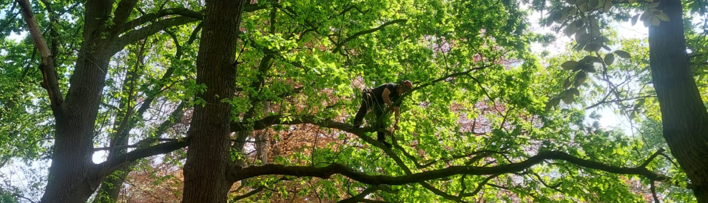 Tijl Belsack klimt in een boom voor zijn job als boomverzorger.