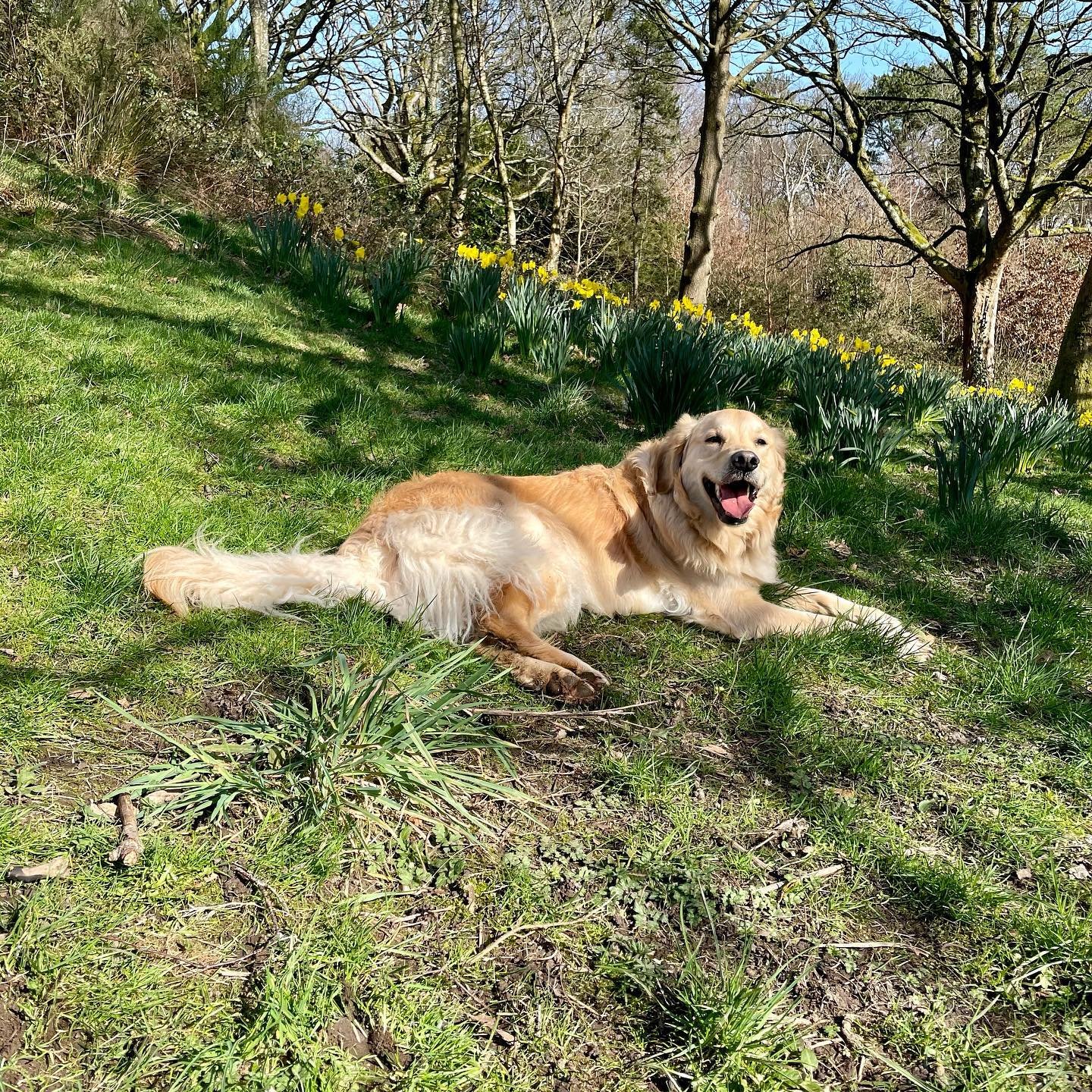 Doggy and daffodils - had a few nice days this week to get out and about, and even dry enough to sit on the grass! #littlewins #dogwalks #goldenretriever #spring #williamsonspark #williamsonsparklancaster