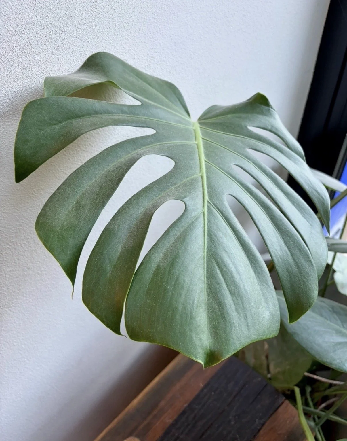 Earth &amp; Origin: the case for nature-first, meaningful interiors