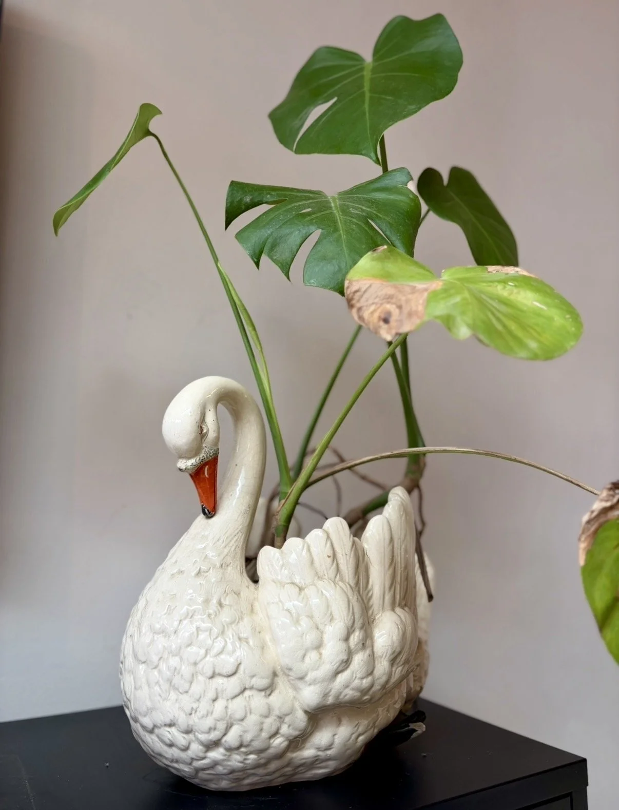 Houseplant displayed in an unusual vintage swan planter