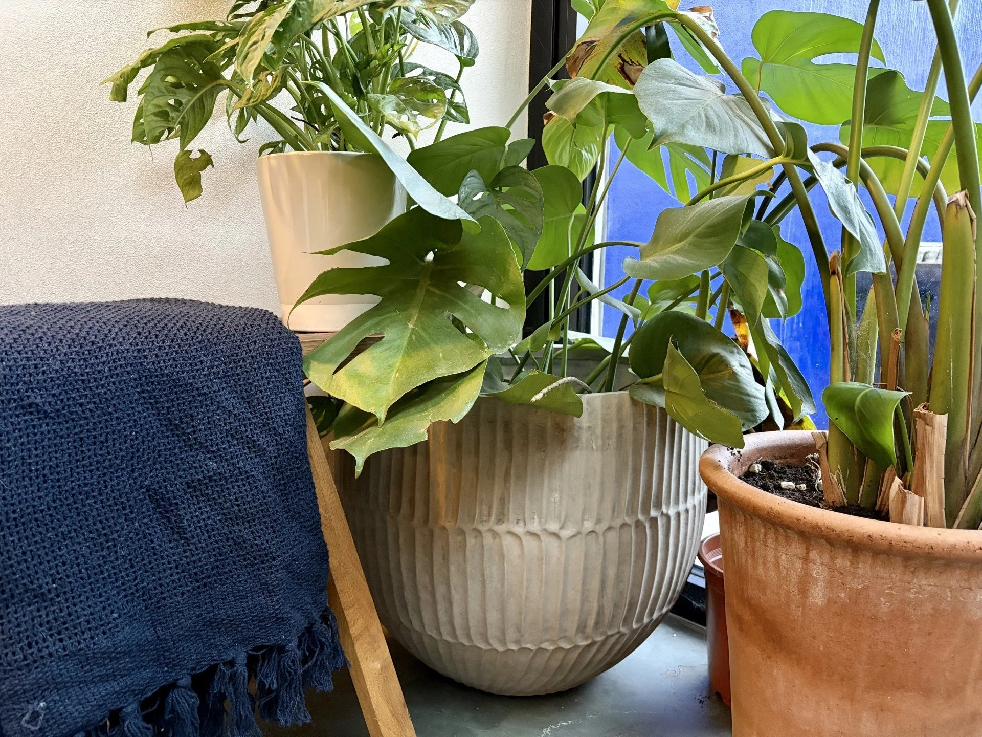 Houseplants which support connection with nature