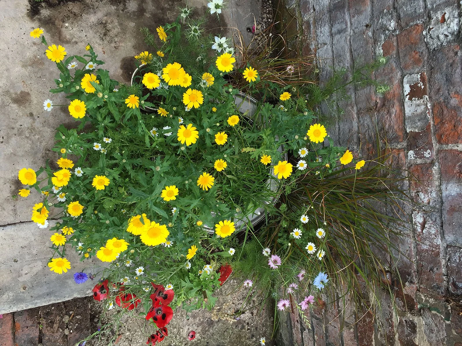 Nature connection in our gardens