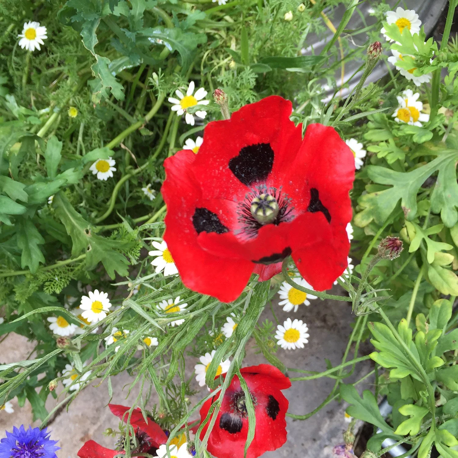 Close-up of a red poppy flower with black spots in the center, surrounded by small white daisies with yellow centers, and green foliage.