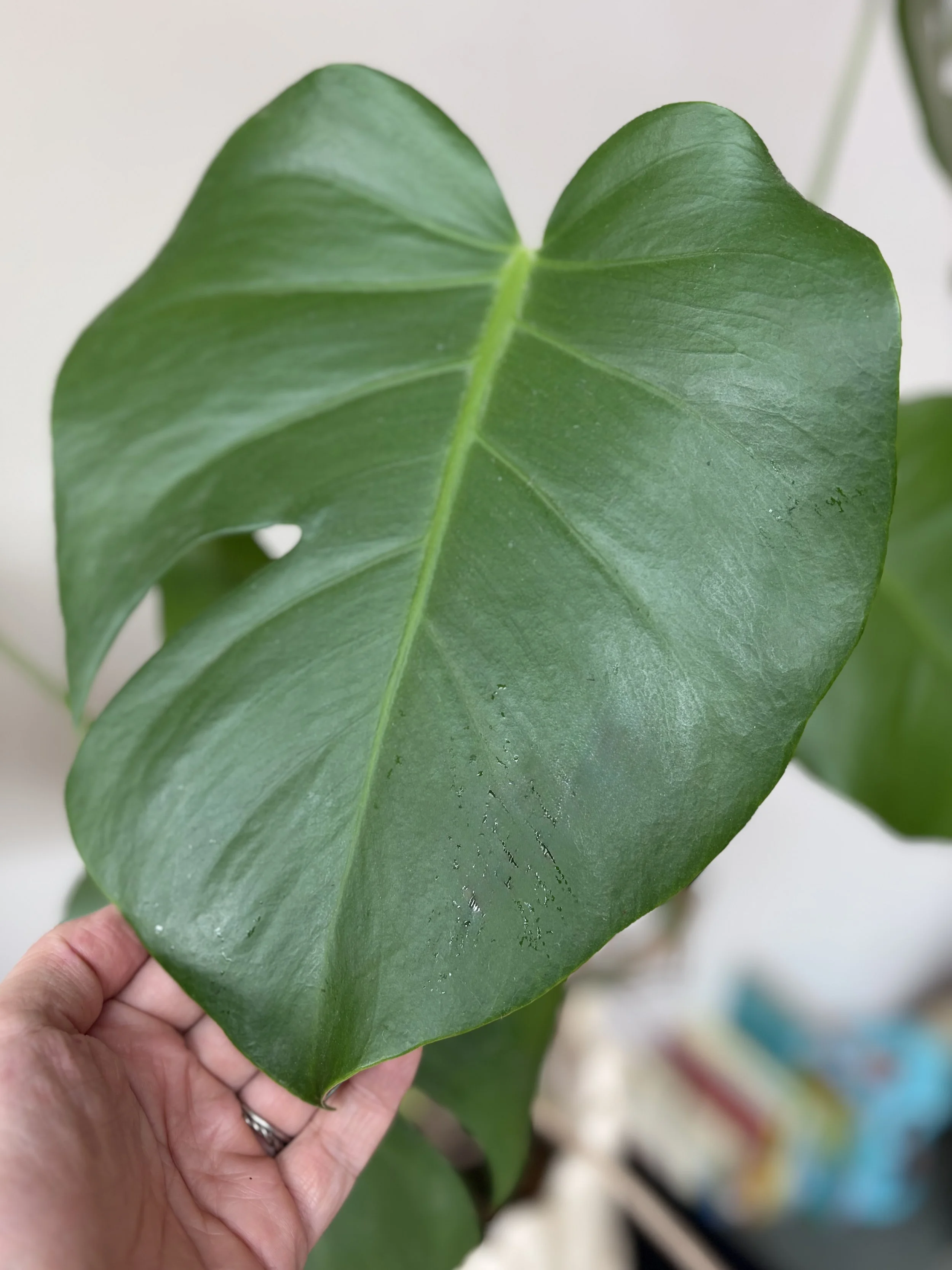 Close-up of a large, green, split leaf plant being held by a person's hand.