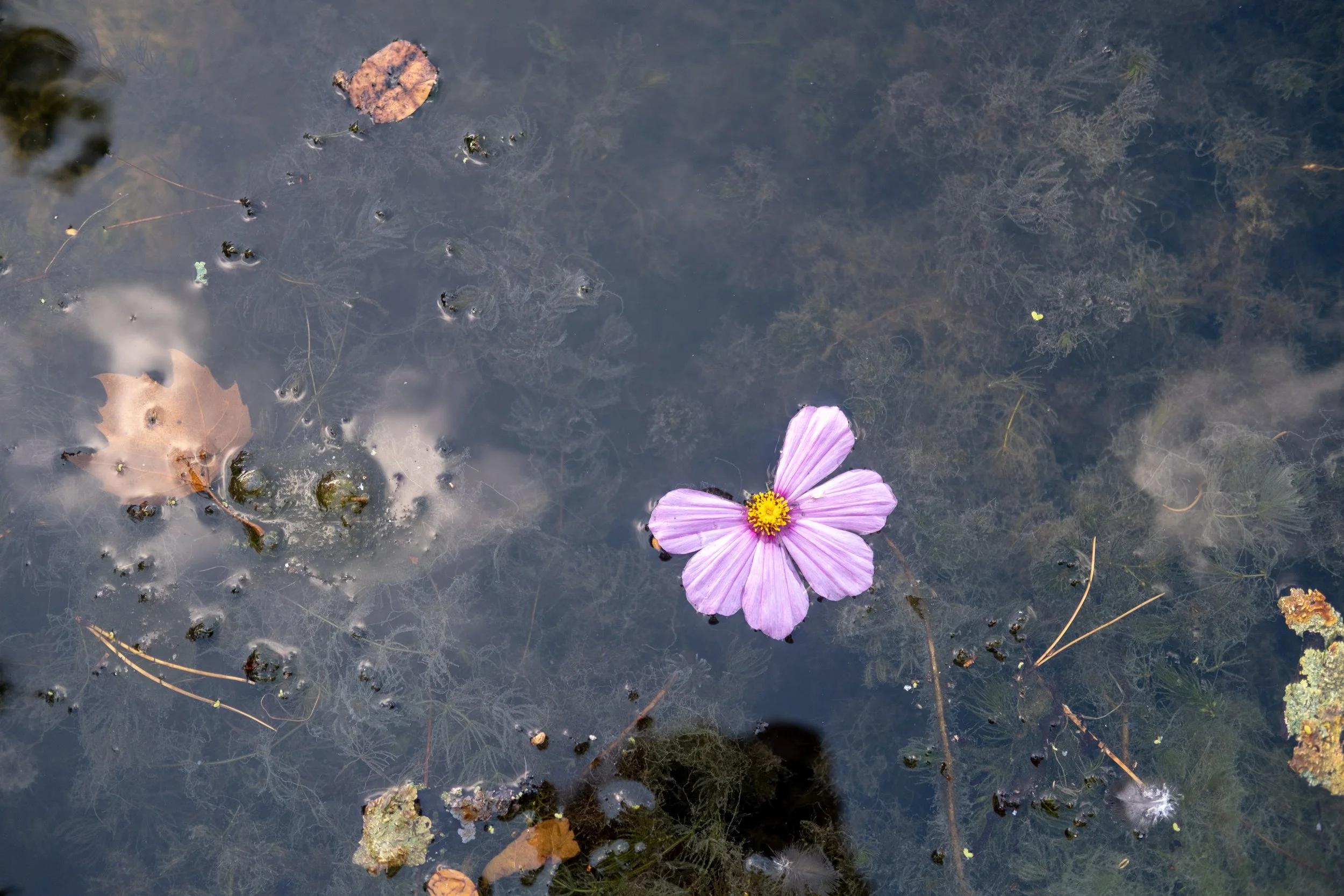 DSCF2814.jpg