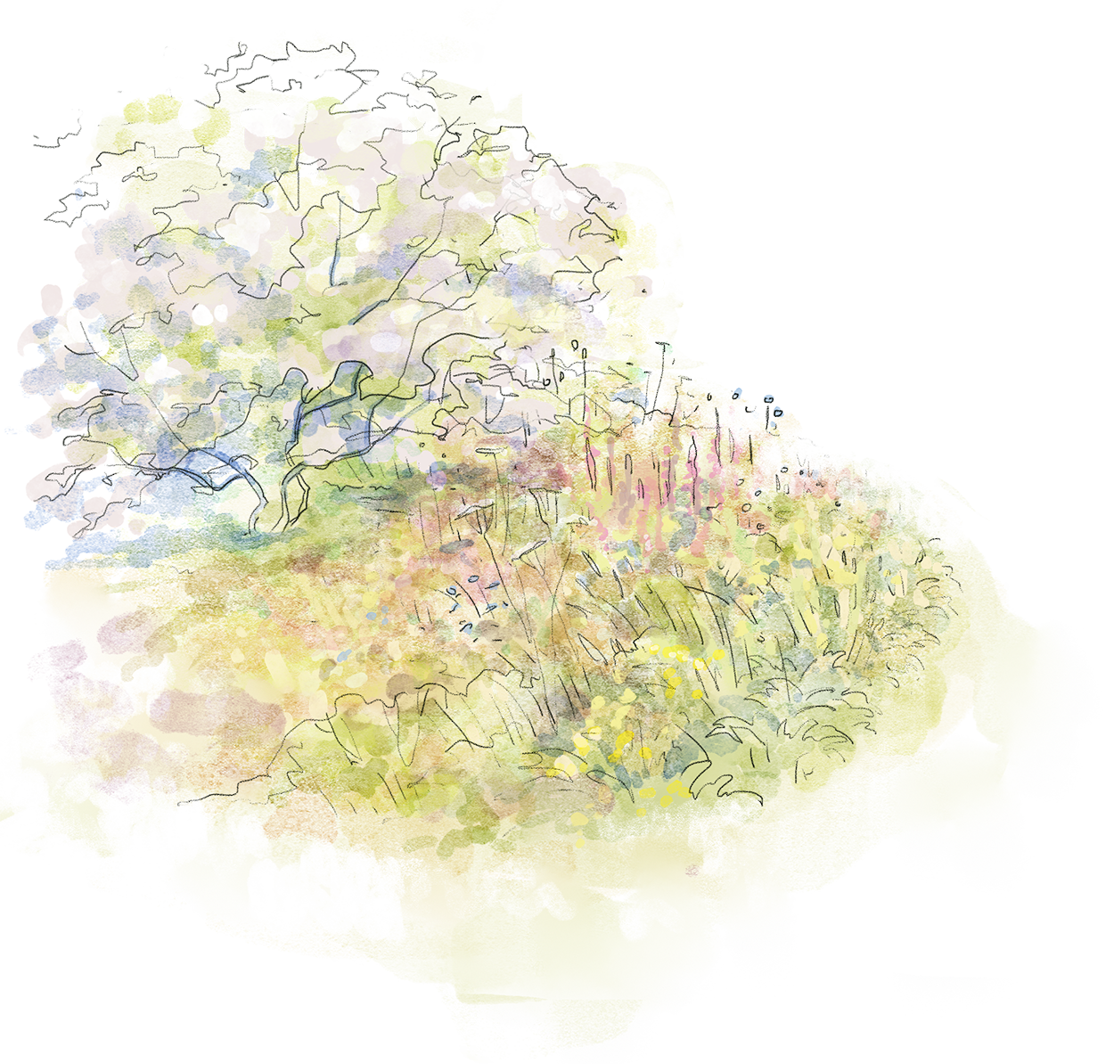 Studio Lilaya atmospheric illustration of a garden and planting scheme with cherry blossom trees and meadow habitat