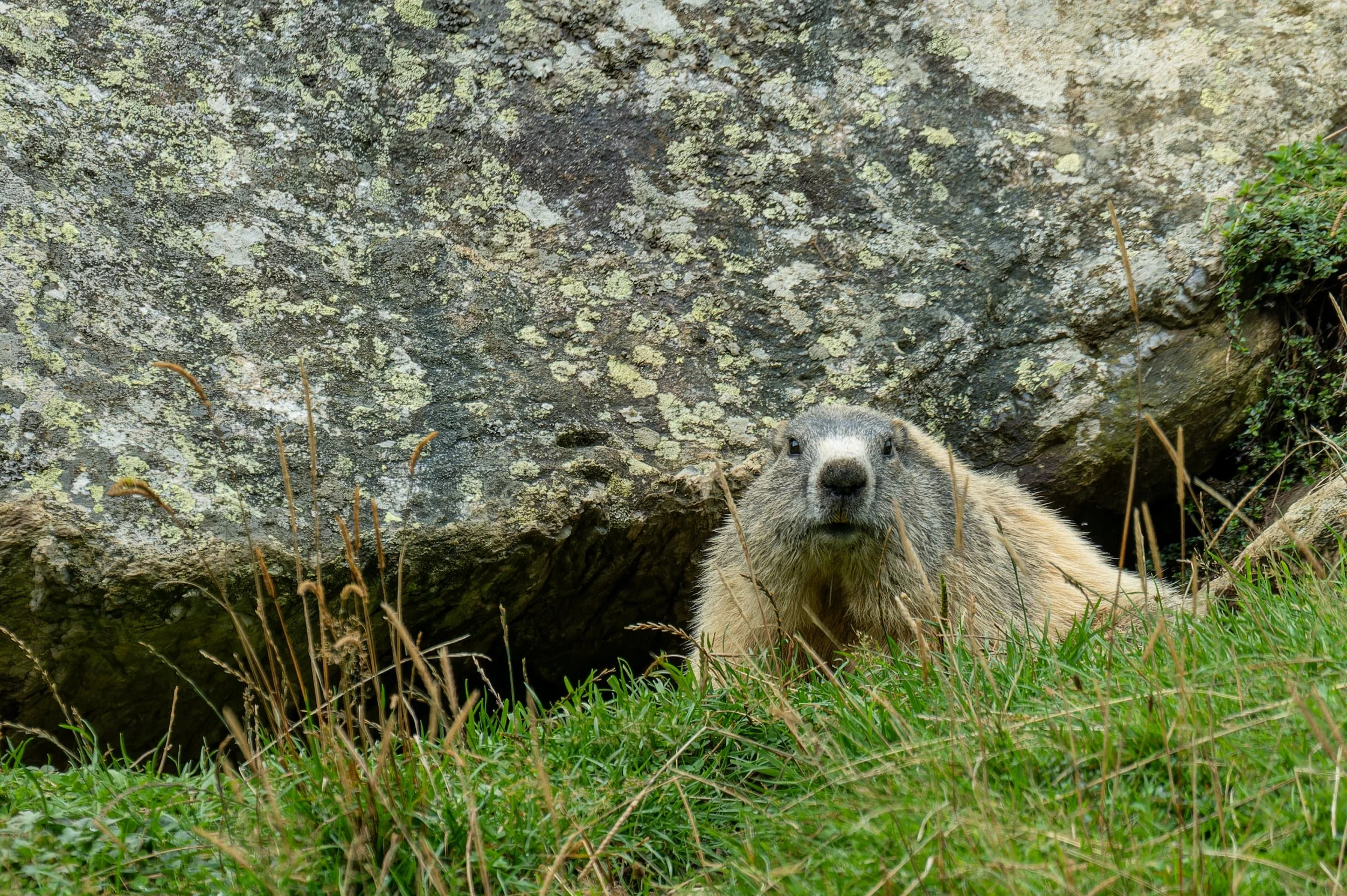 DSC_3936-NEF_DxO_DeepPRIMEXD.jpg
