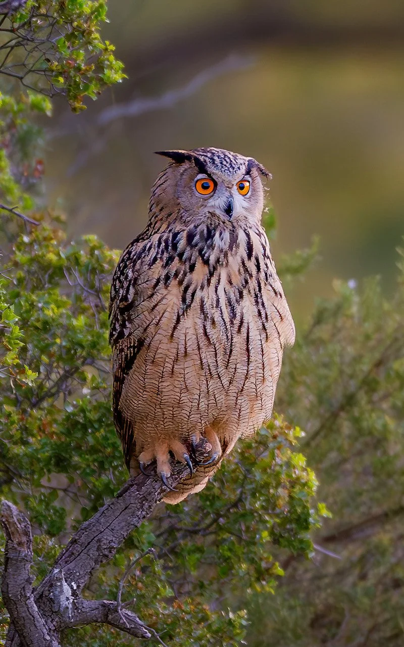 hibou grand duc portrait.JPG