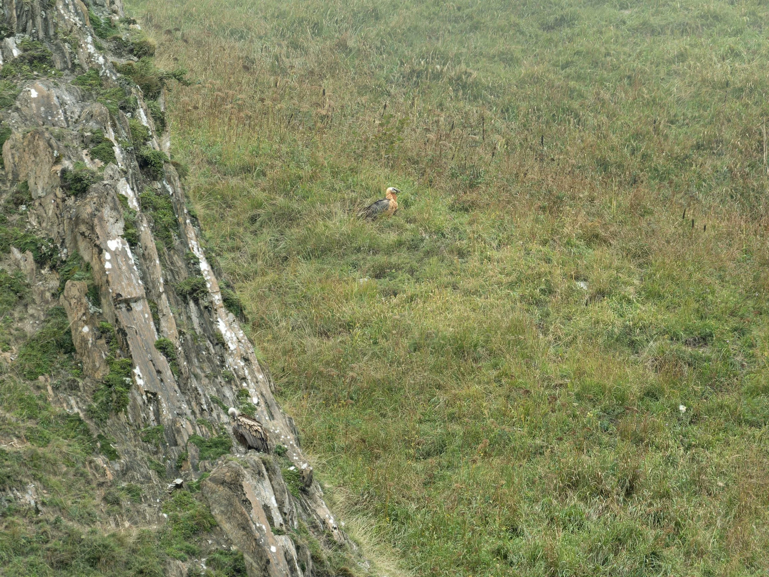 Gypaète barbu et vautour fauve