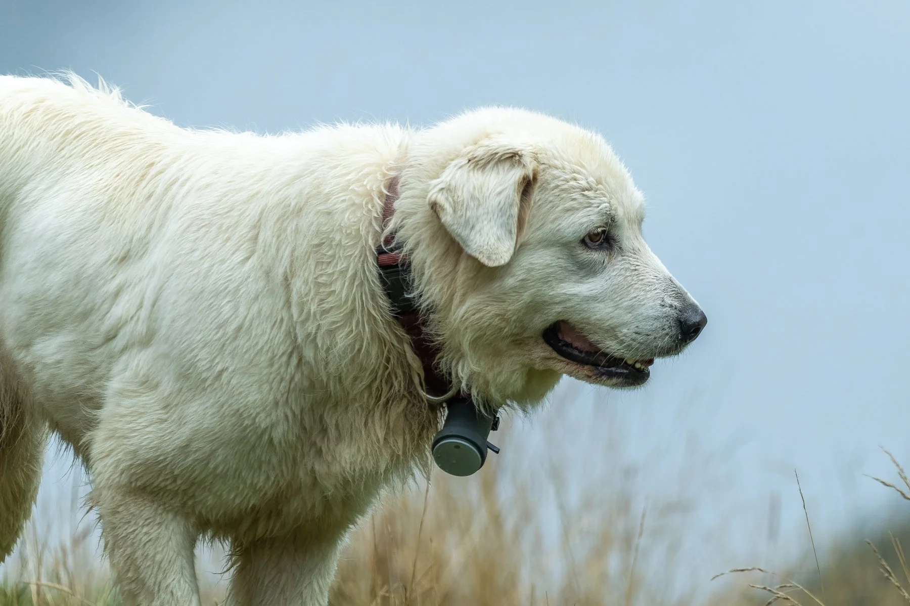 chien de berger de race patou