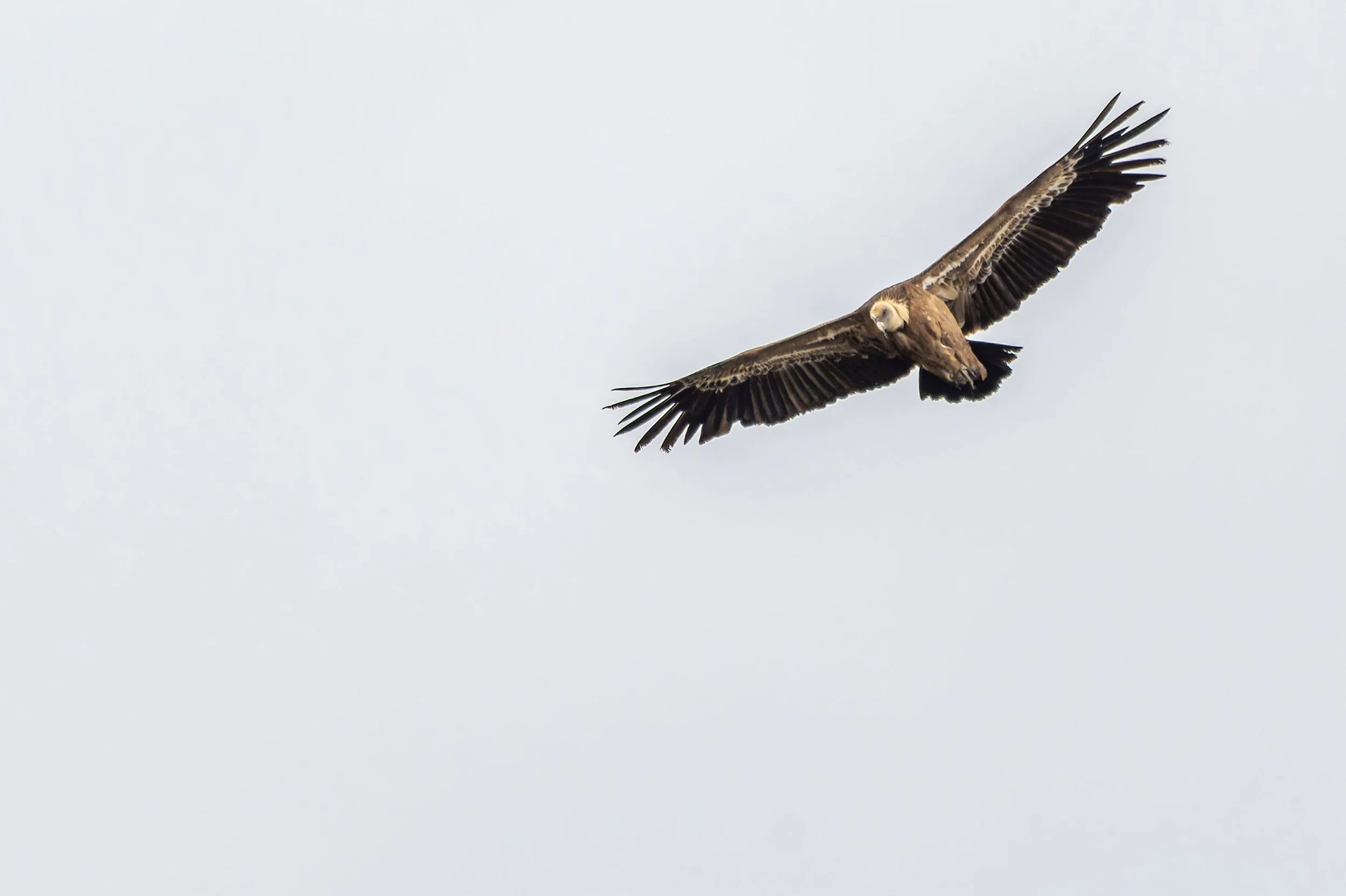 Vautour fauve en survol au dessus de nous
