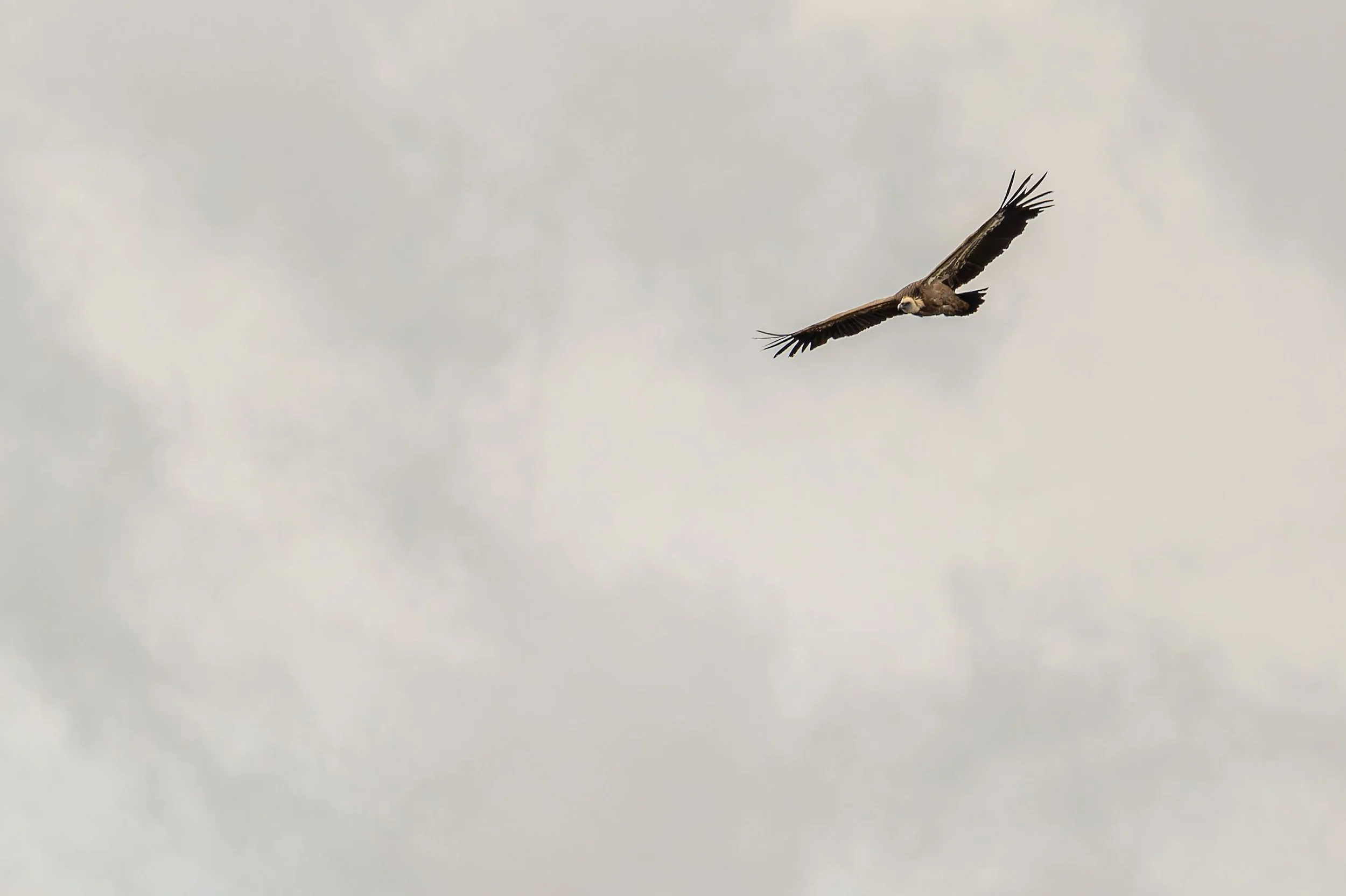 impressionant vautour fauve pyrénées