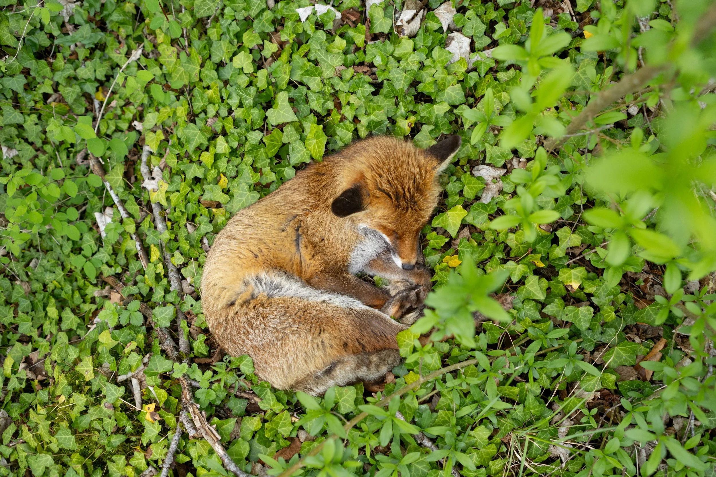 Un autre sauvage est possible (11).jpg