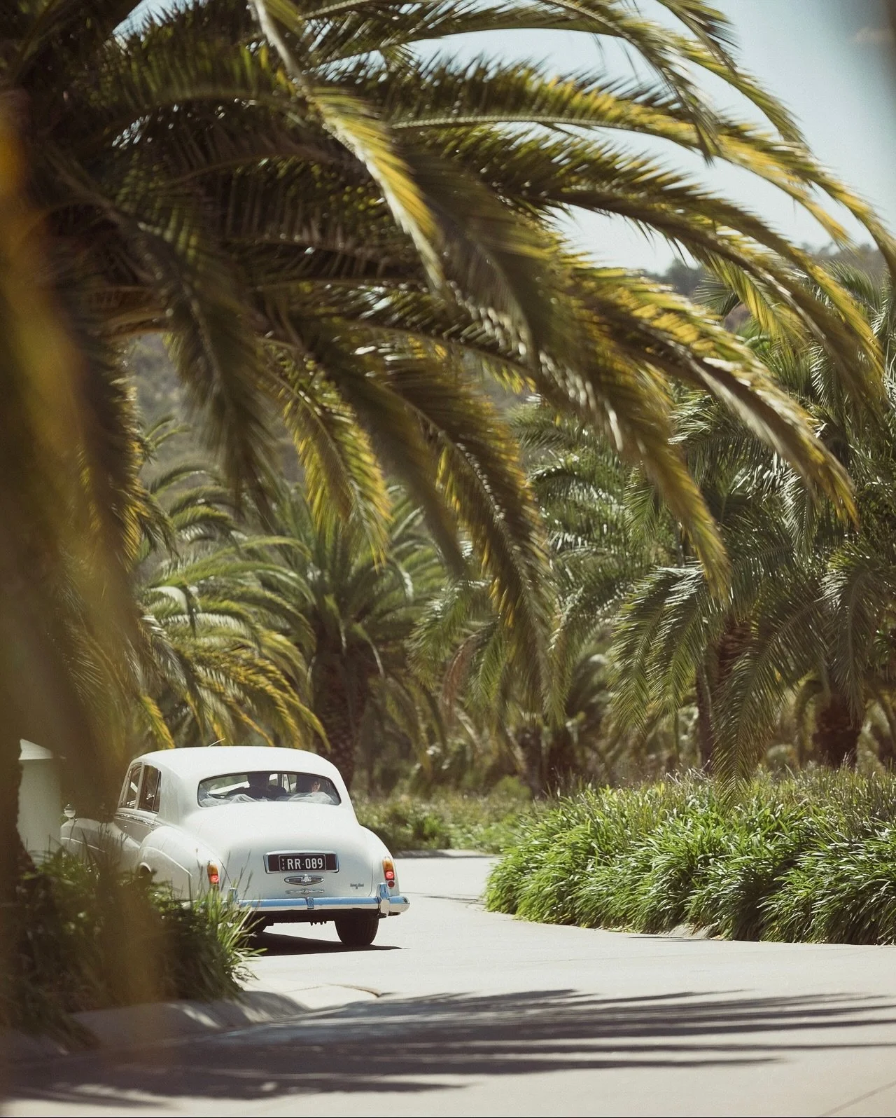 The palms swayed, the air shimmered,
and Riverlea stood still &mdash; poised in quiet luxury.
A scene made for old money hearts.

.
.
.
.
Venue ｜@riverlea.estate 
Coordinate ｜@auwedding_event 
Photo + Video + Content Creator | @rhfoto 
Music + Live b