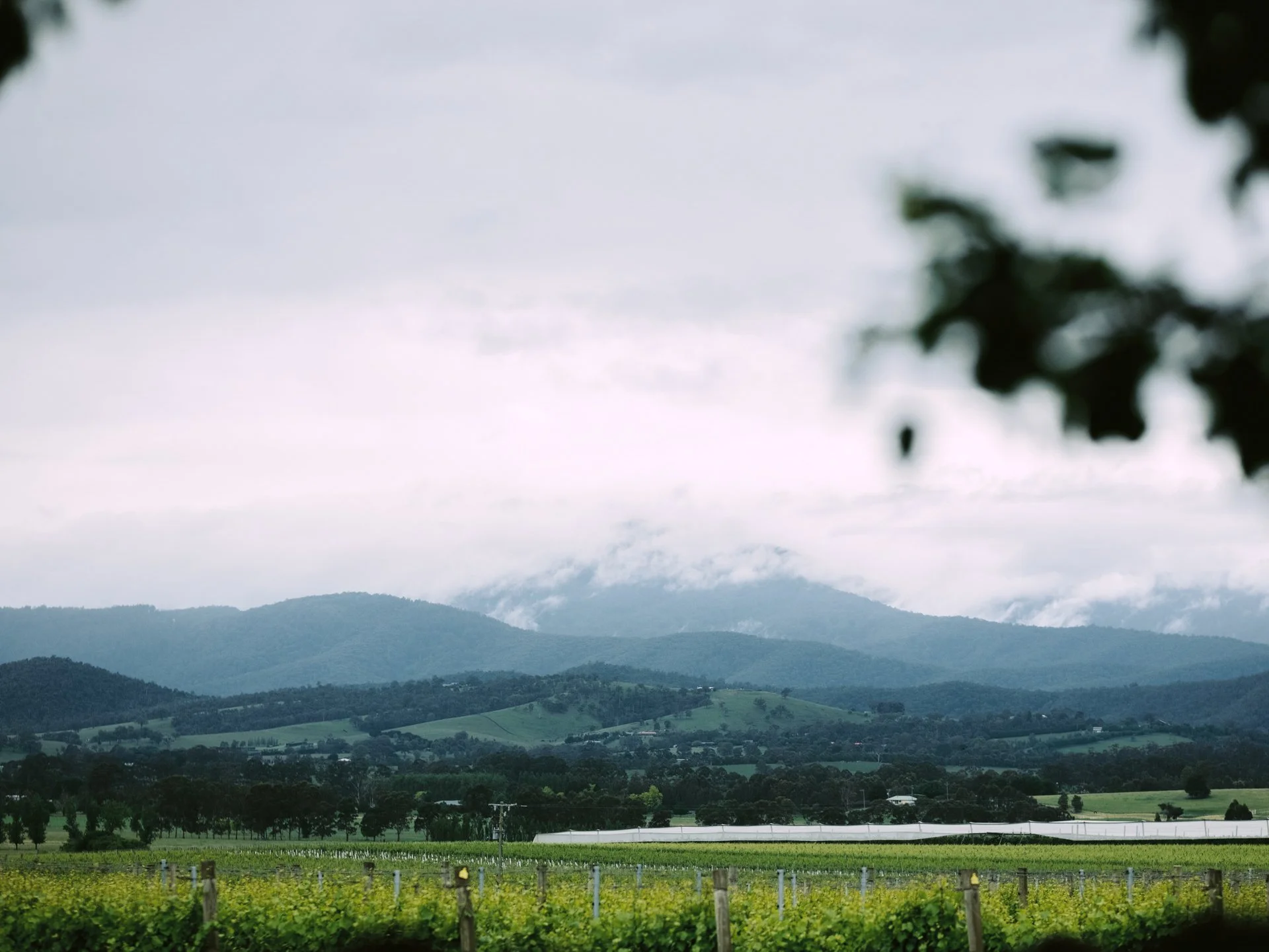 Richard + Cathy-1377.JPG