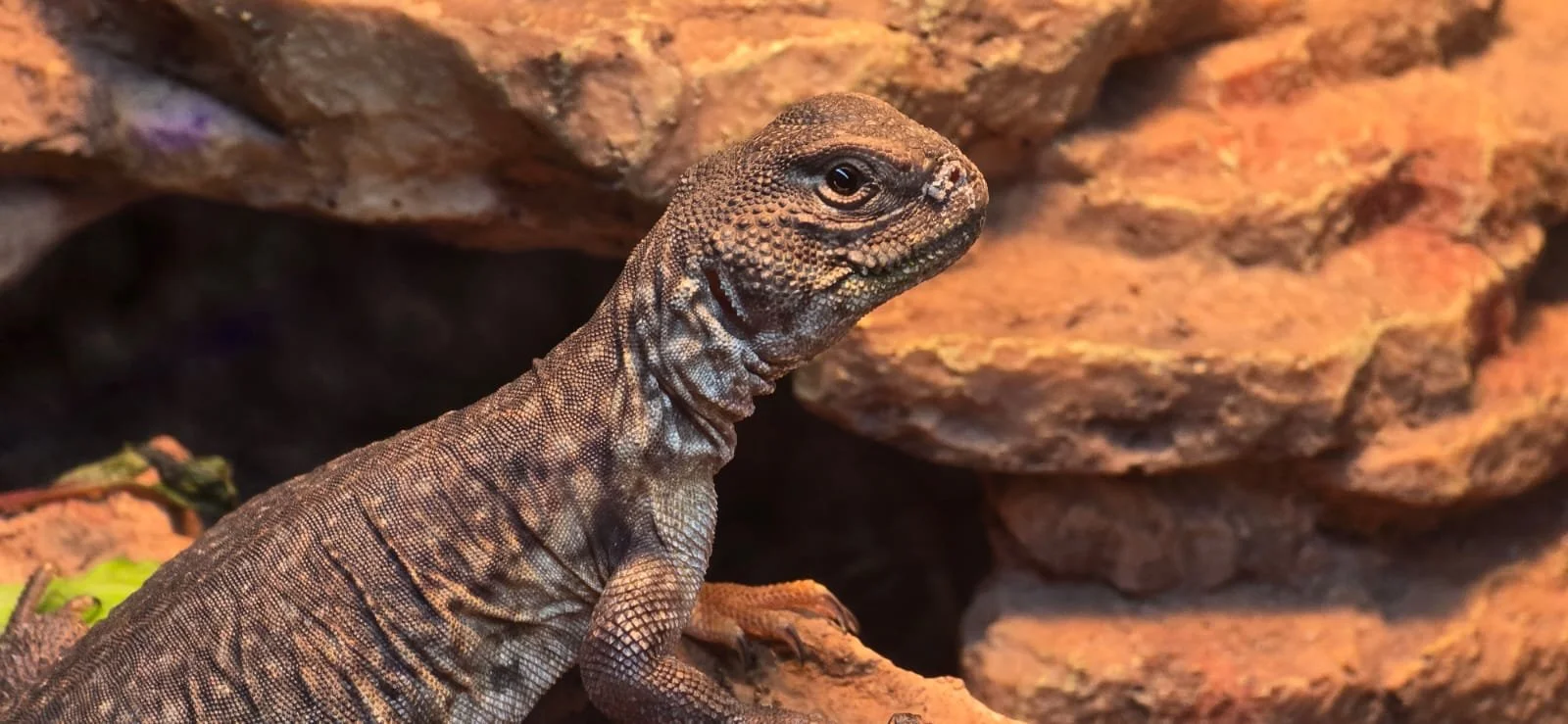 Herp Keeping 101