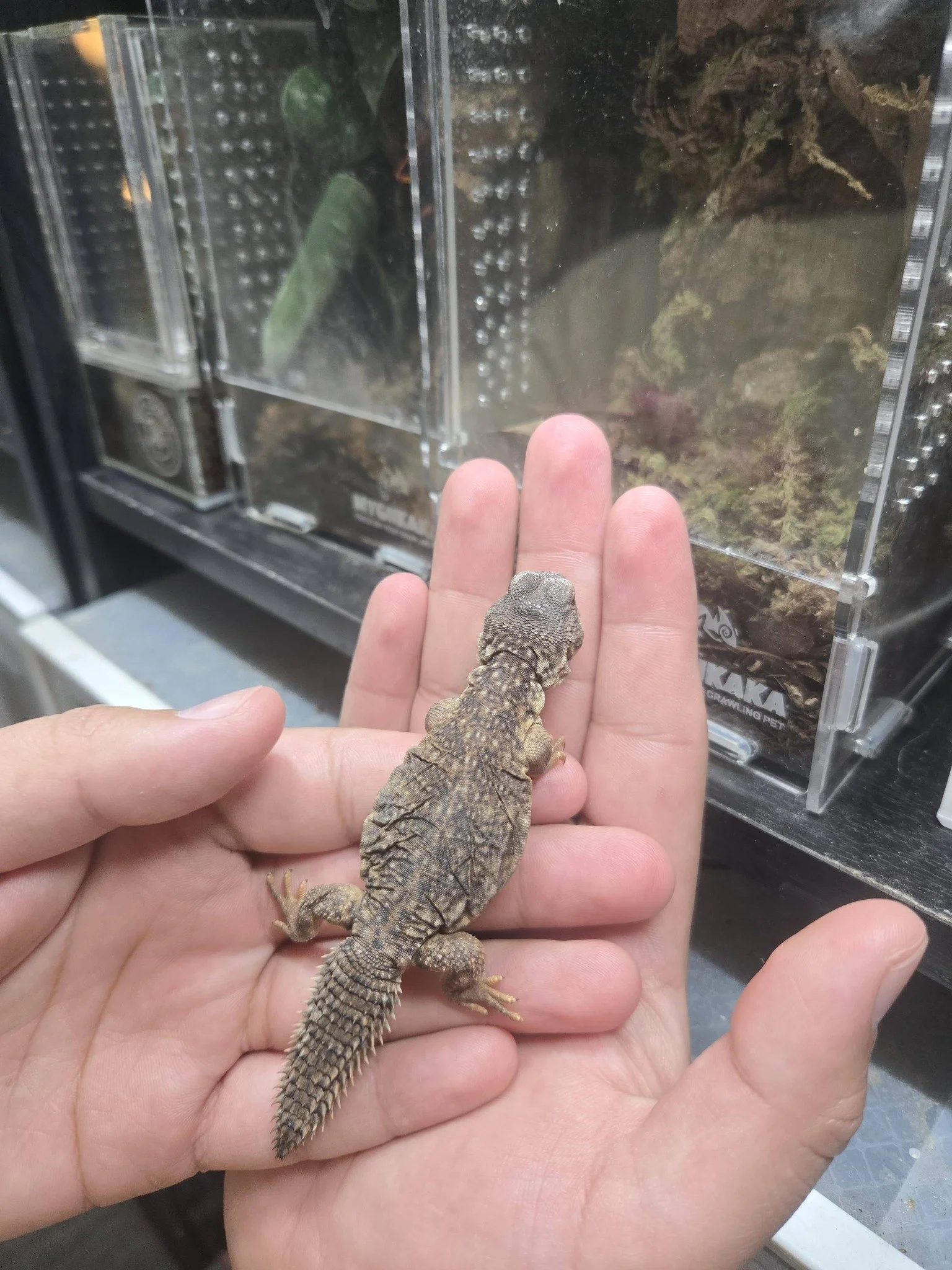 Moroccan Uromastyx