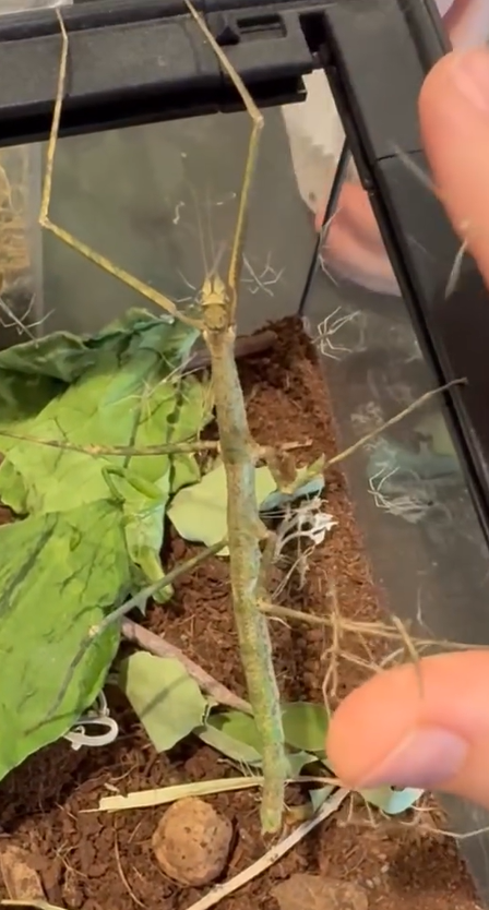 Arizona walking stick