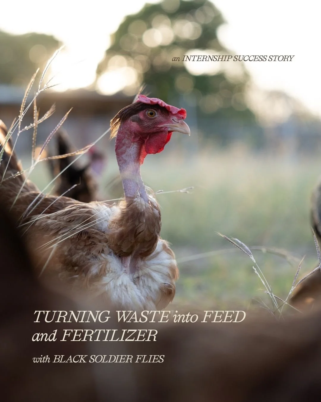 ESPA&Ntilde;OL ABAJO! During his 3-month internship at Tierramor, Jesus - an Earth University student -  designed and implemented a Black Soldier Fly system to close a key nutrient loop.

🌱 Organic waste from the kitchen feed the larvae. 🐔The larva
