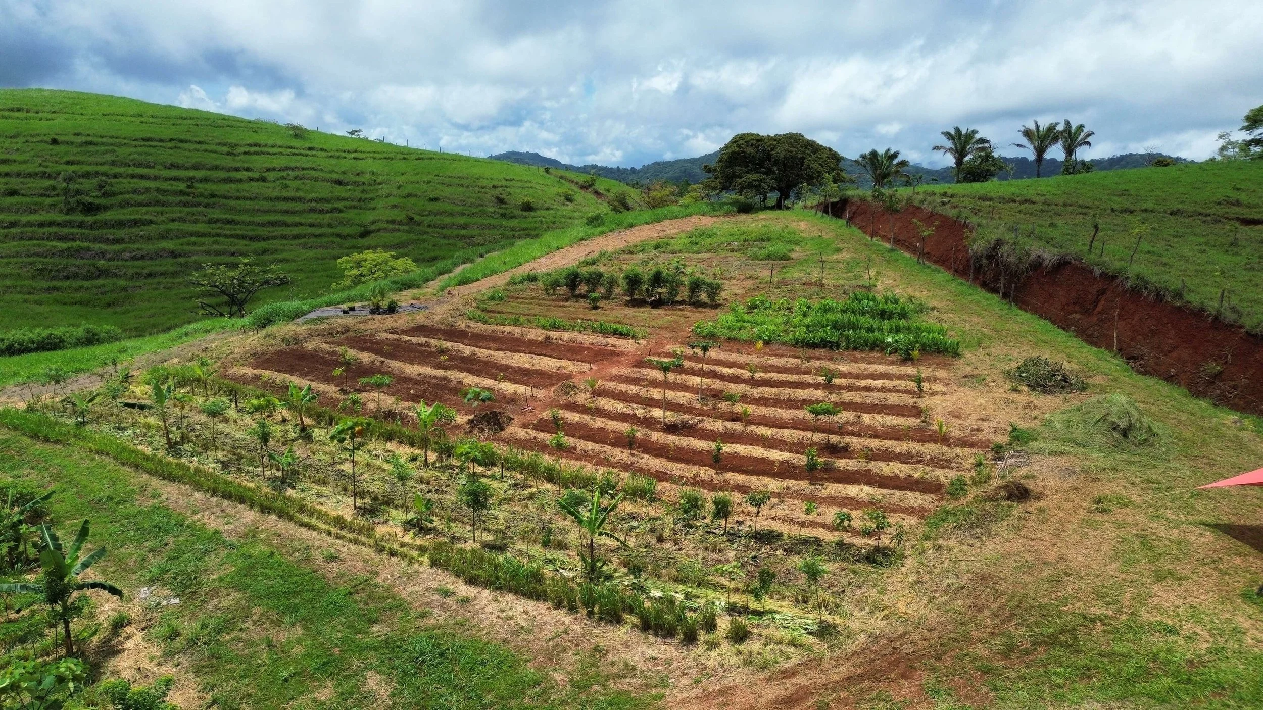 Regenerating Degraded Pastures with Agroforestry