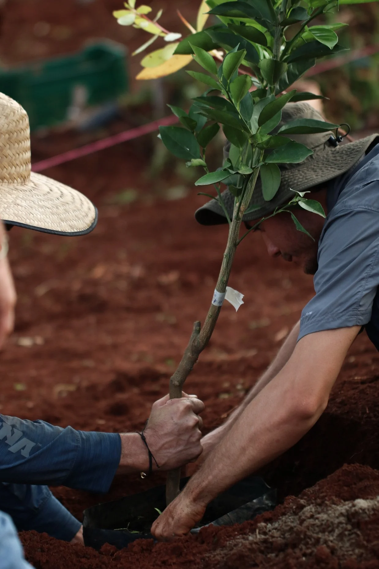 Planting a Tree