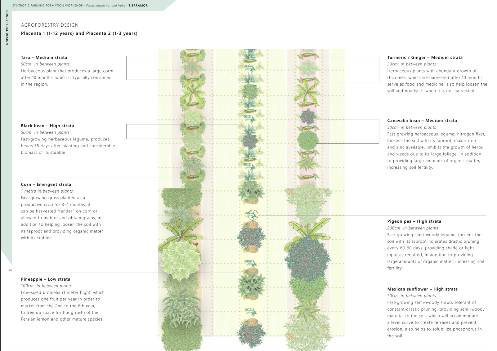 Agroforestry Design and Drawing