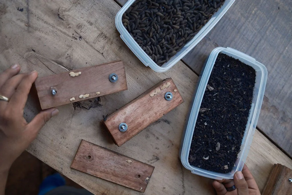 Working area of black soldier fliers