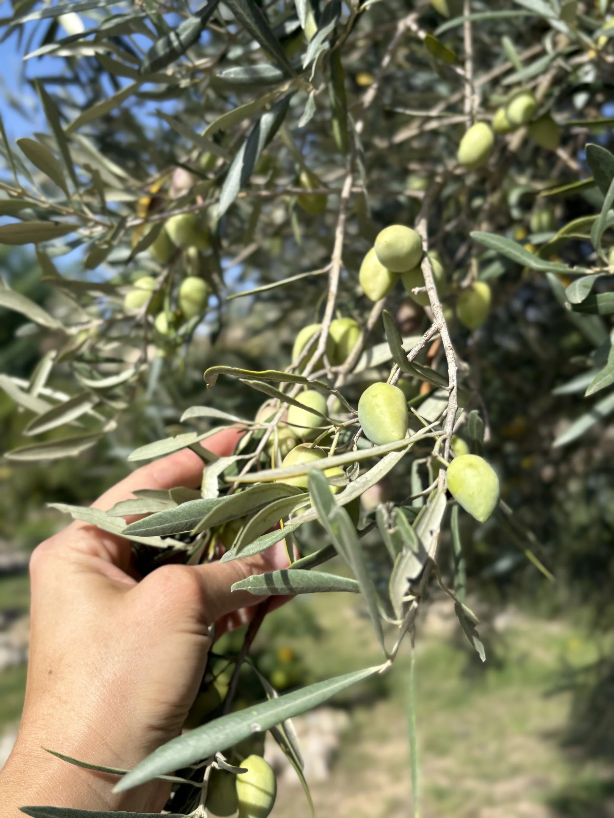 Green olives growing on an olive tree with a person's hand holding some branches.