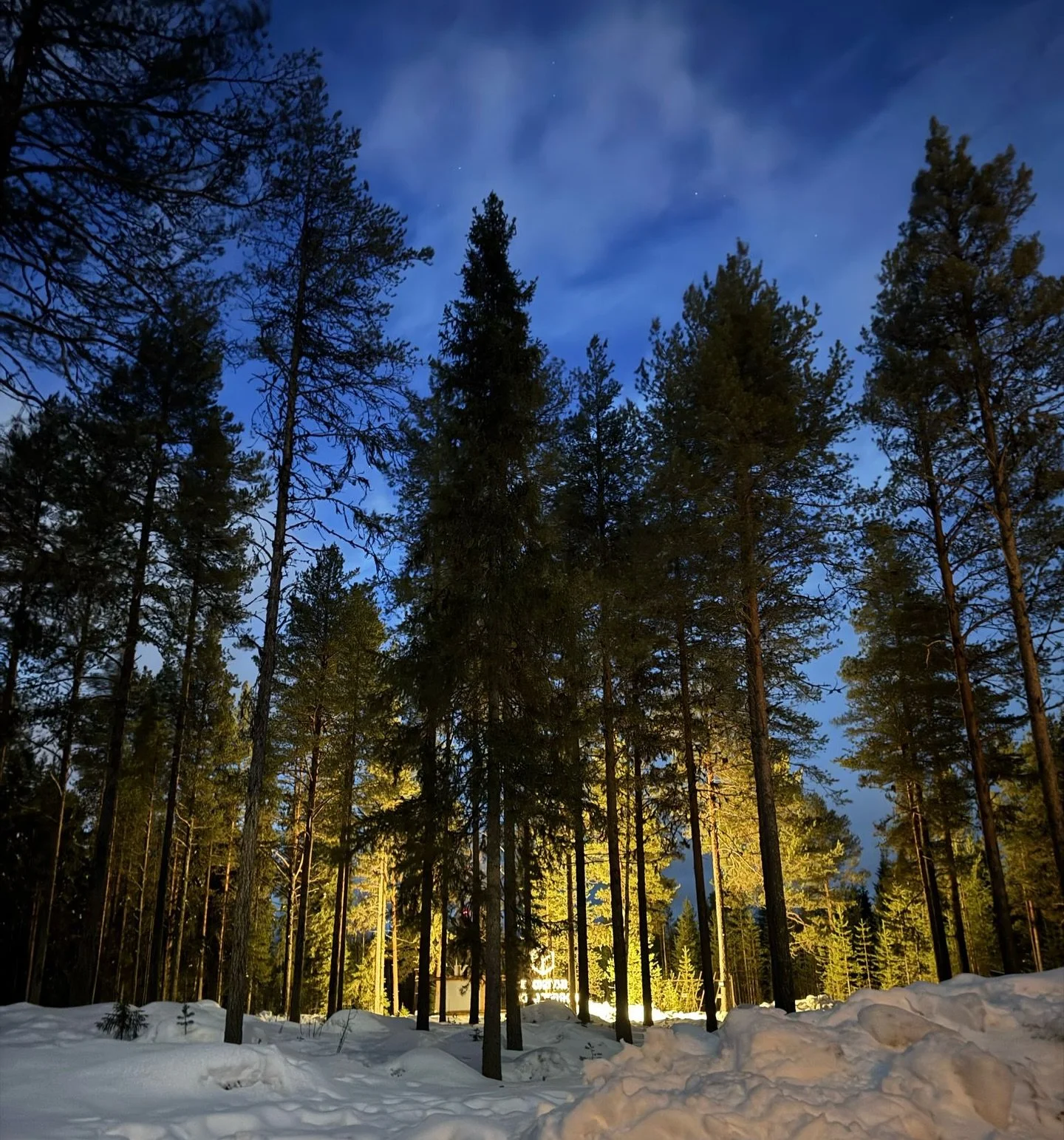 Nighttime view of tall pine trees in a snow-covered forest with a dark blue sky and some clouds.