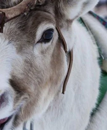 A close-up of a light-colored horse with a lead rope around its neck, showing its face and ear.