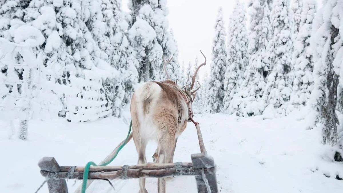 A reindeer pulling a sleigh through a snowy forest with snow-covered trees.