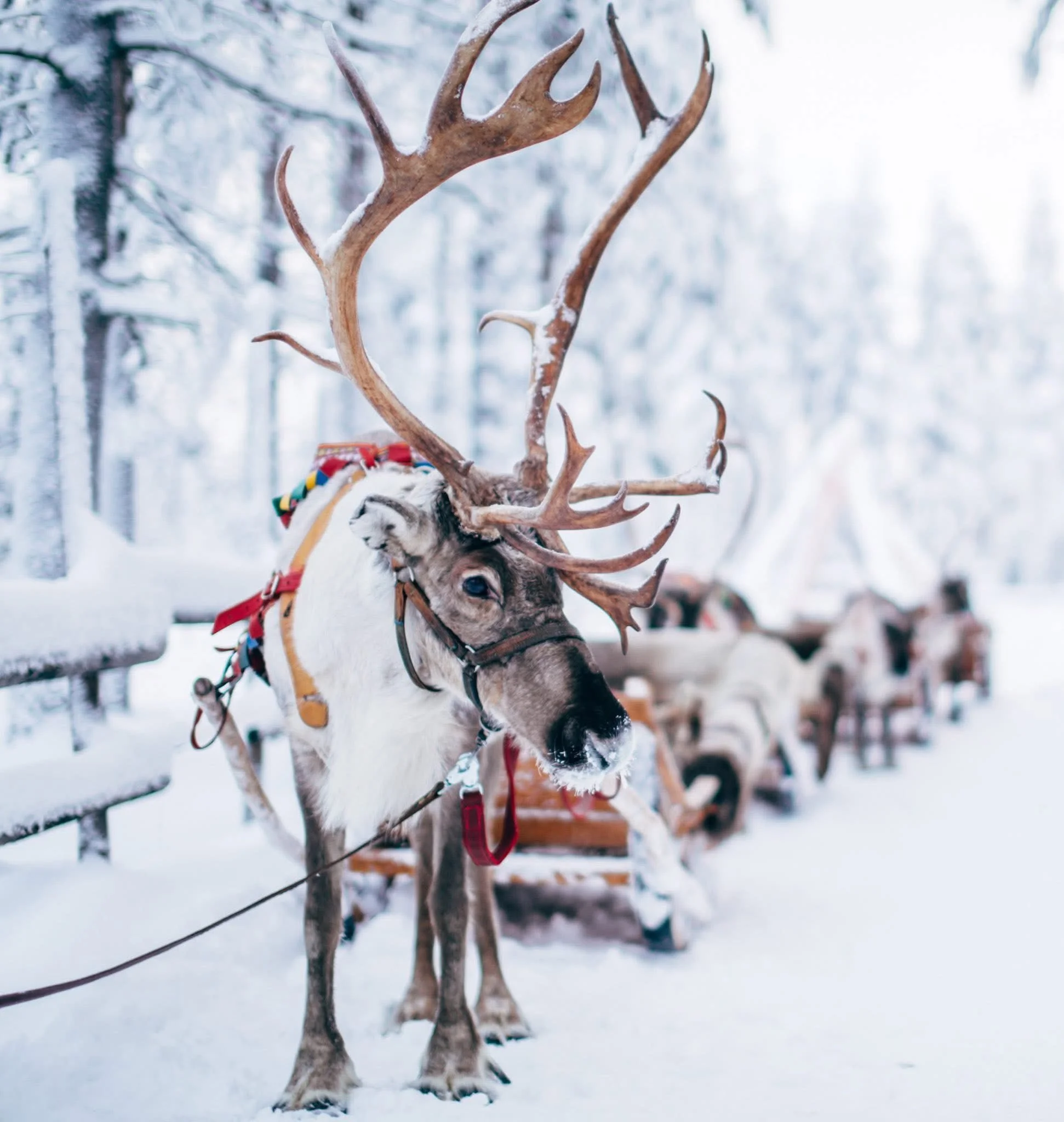 A reindeer with large antlers in a snowy outdoor setting, attached to a sled with other reindeer in the background.