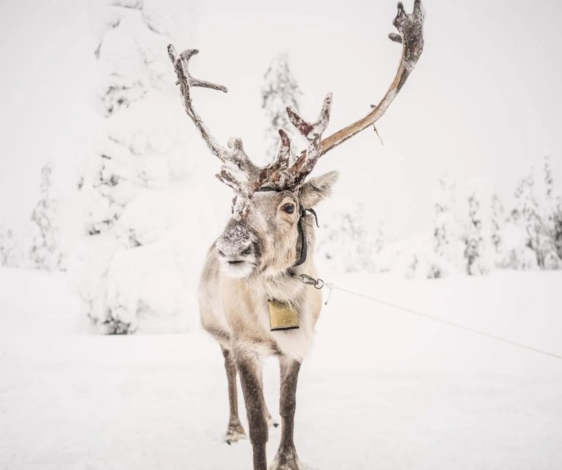 Reindeer standing in snow with large antlers and snow-covered trees in the background.