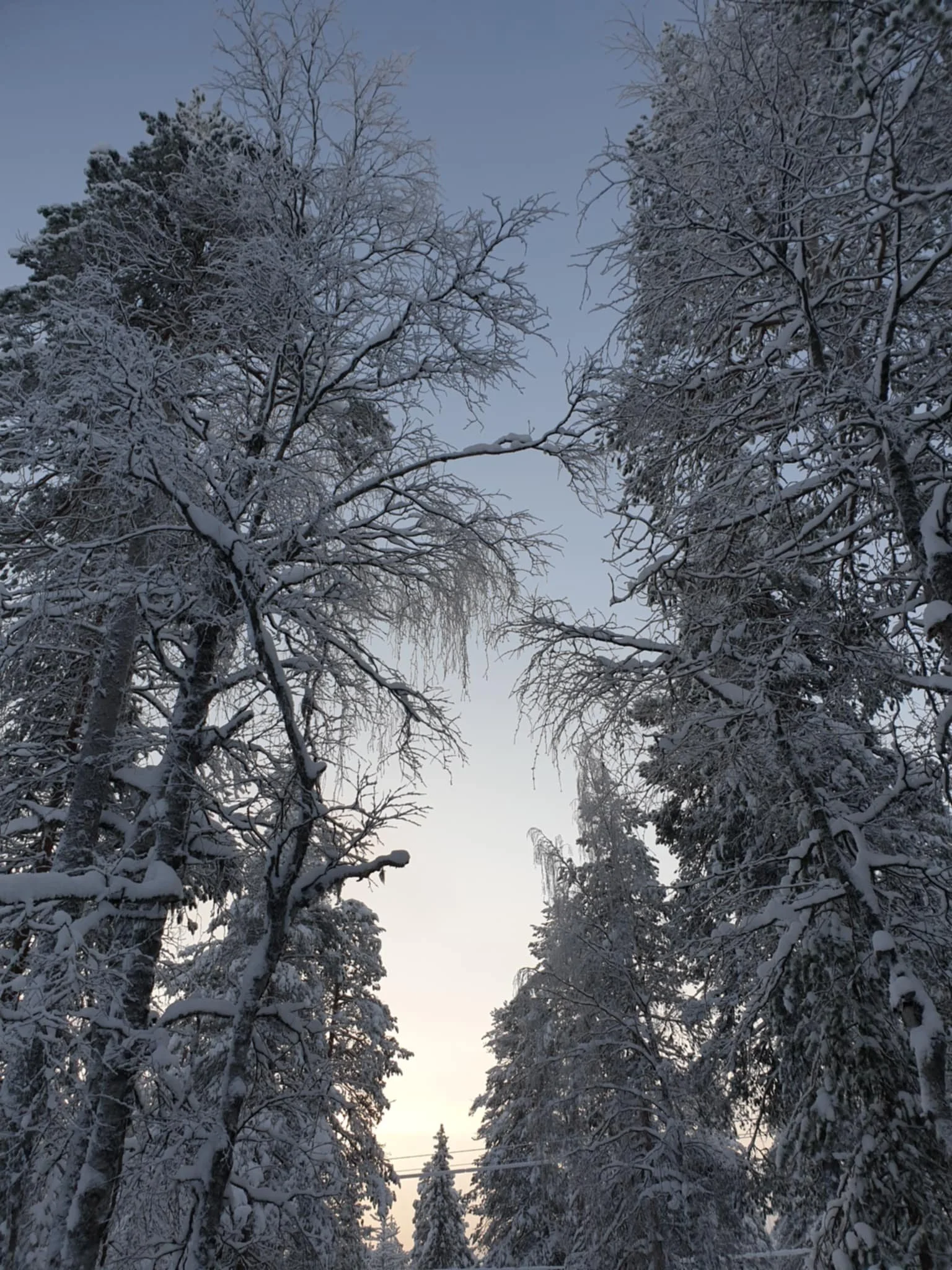 Snow-covered trees against a pale sky during winter.