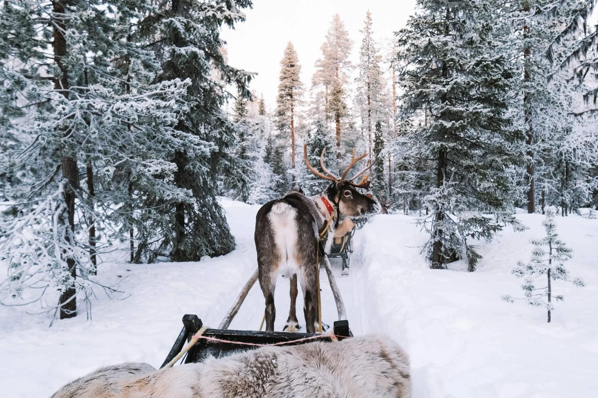 A dog sled team traveling through a snow-covered forest with tall trees, with a reindeer pulling the sled and a snow-covered landscape.
