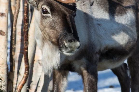 Close-up of a goat's face, partially visible with a background of wooden sticks and snow.