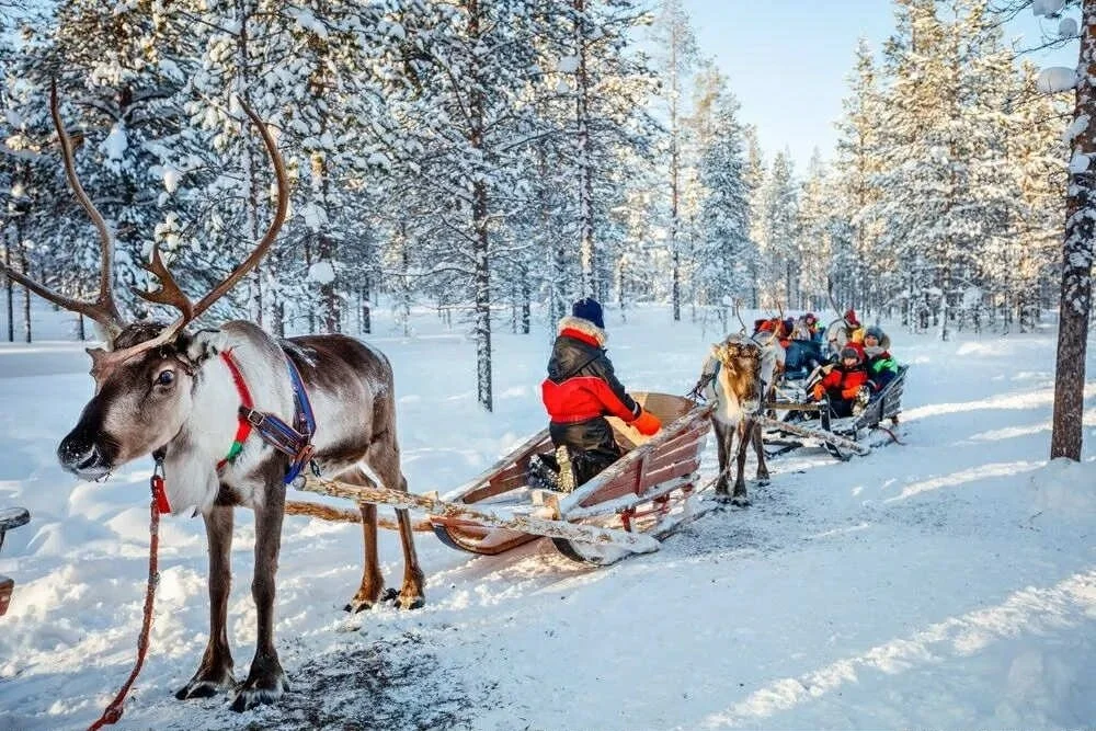 Children enjoying a winter reindeer sleigh ride through a snowy forest with snow-covered trees.