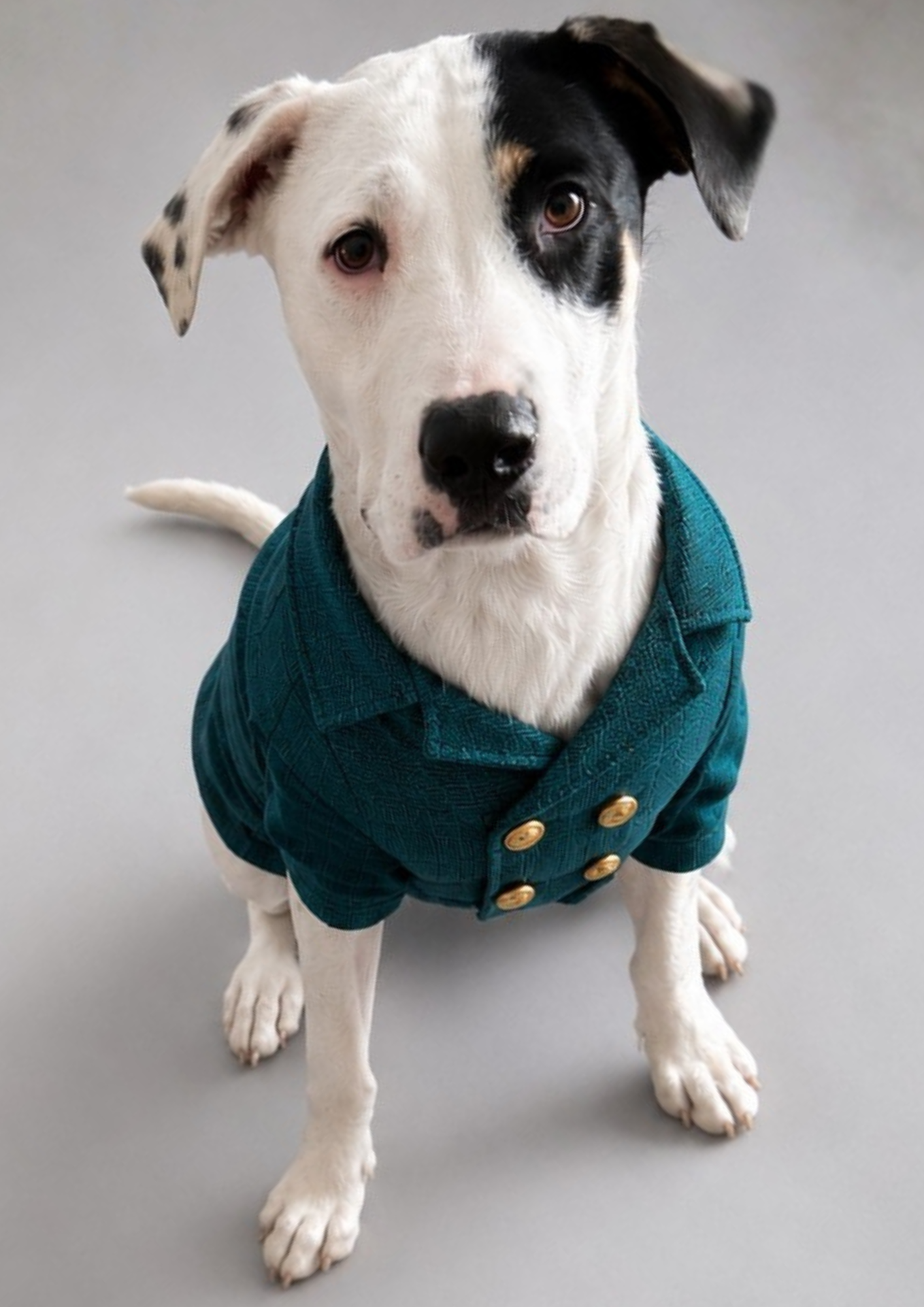 Belle Angelino - A white dog with black patches on its face, wearing a teal coat with gold buttons, sitting on a gray surface - Ascension Real Estate property management Melbourne West