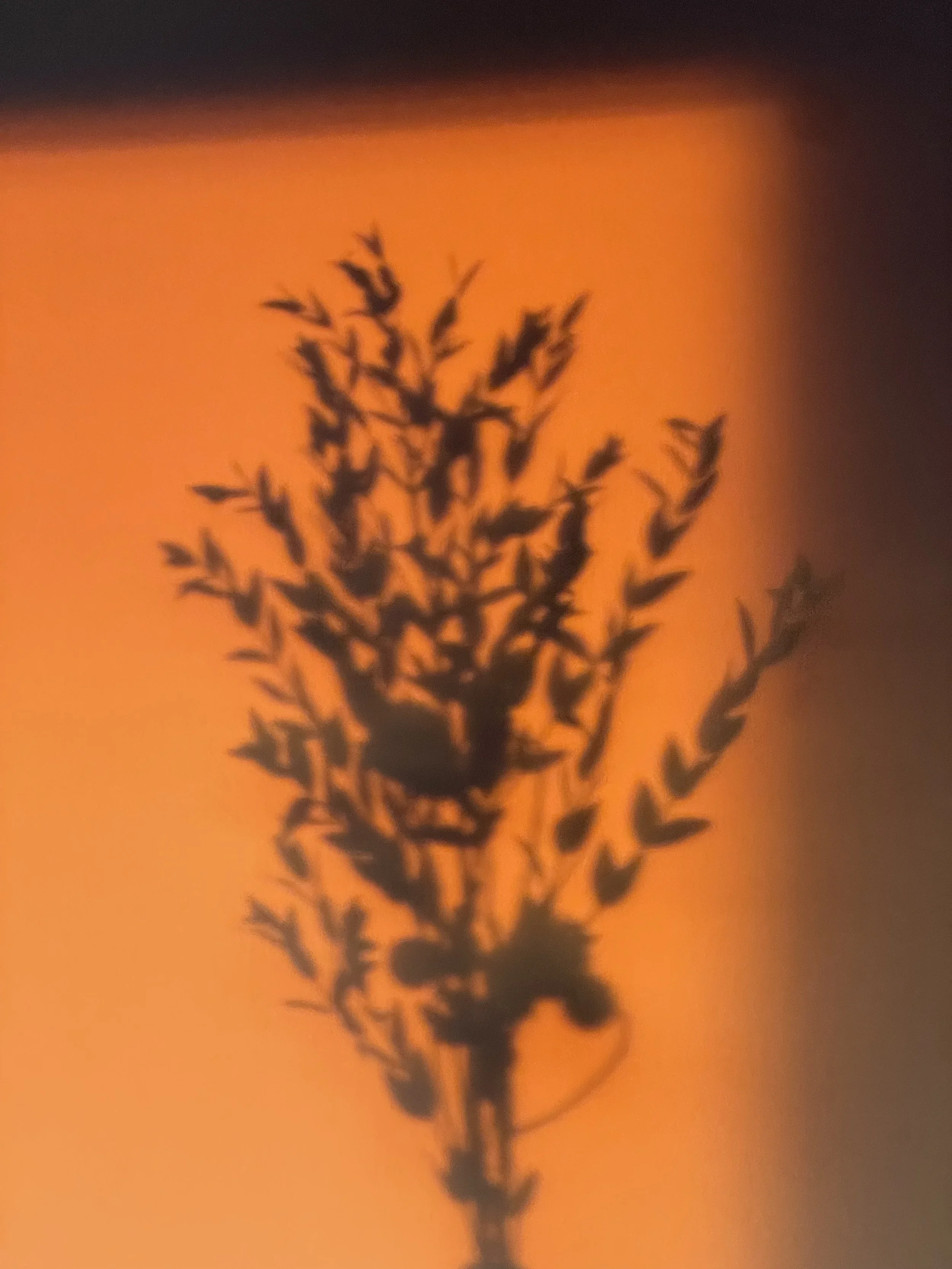Silhouette of a plant with many small branches and leaves against an orange background.