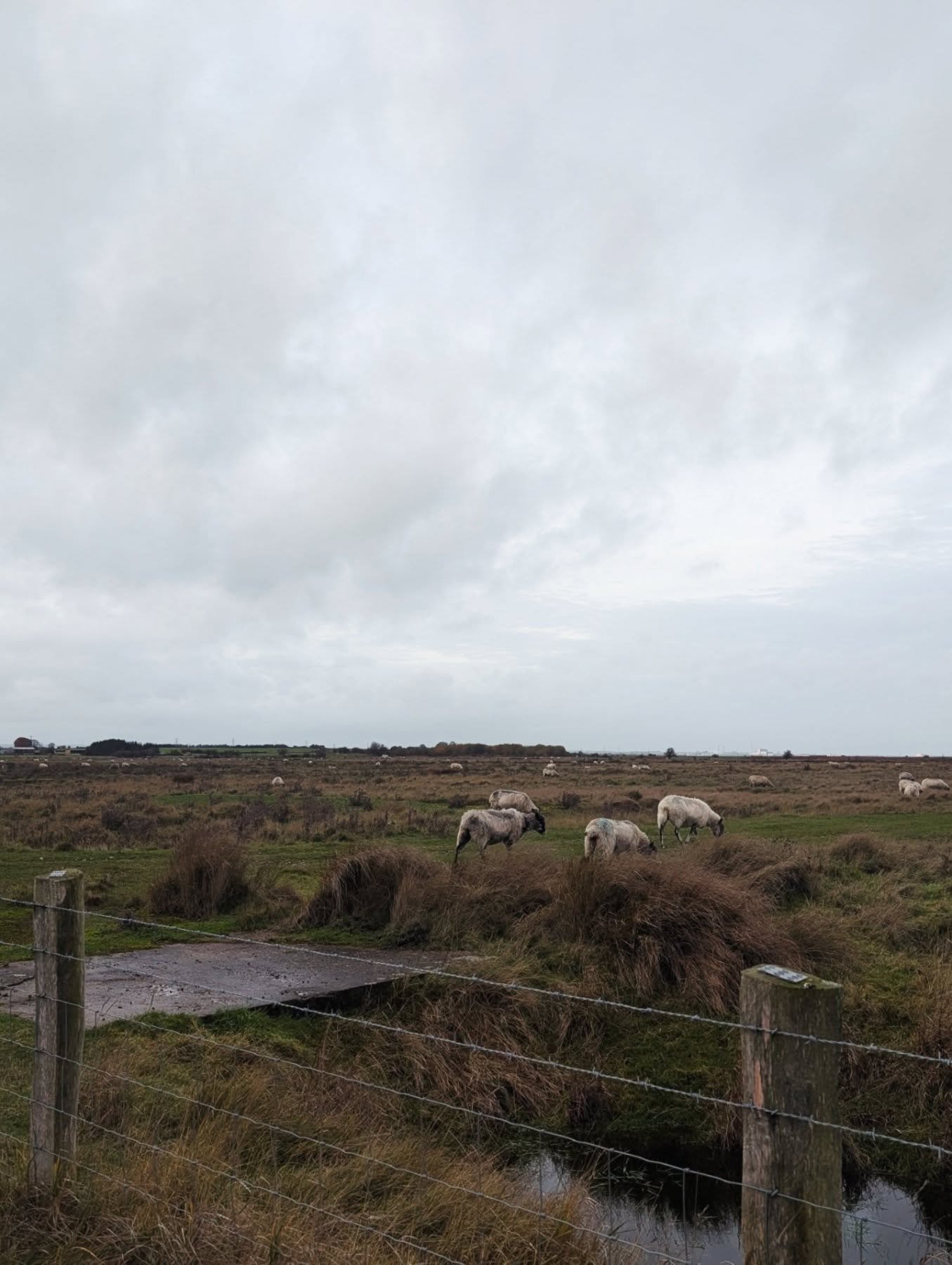 Cold fields, quiet sheep, and a reminder that every journey moves at its own pace.
If breastfeeding feels heavy this winter, gentle support is here.

#breastfeedingjourney #breastfeedingsupport #infantfeeding #normalisebreastfeeding #winterdays #newm