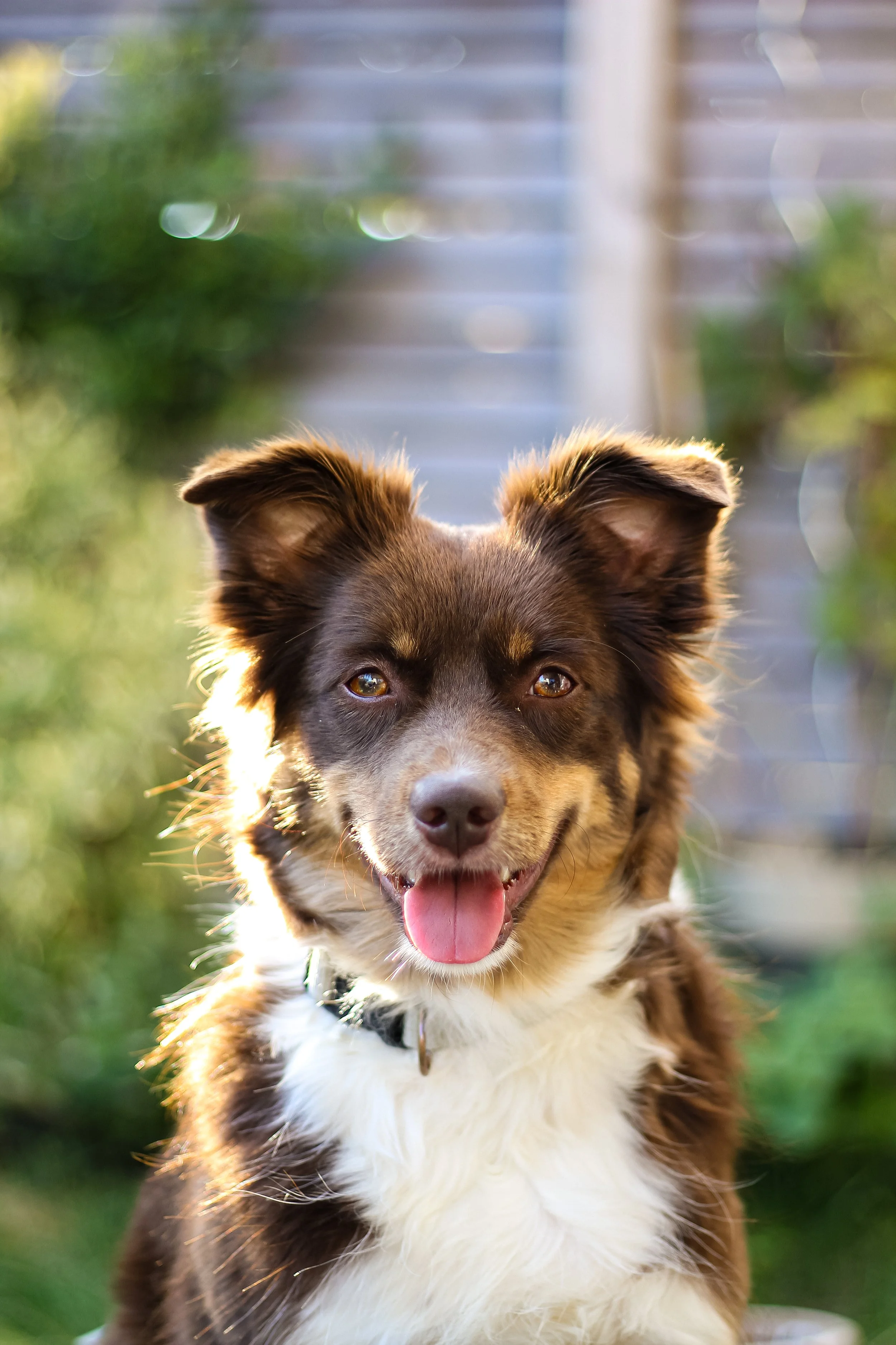 Fröhlicher süßer Hund mit braunem und weißen Fell, on einem Garten, schräg nach vorne fotografiert.
