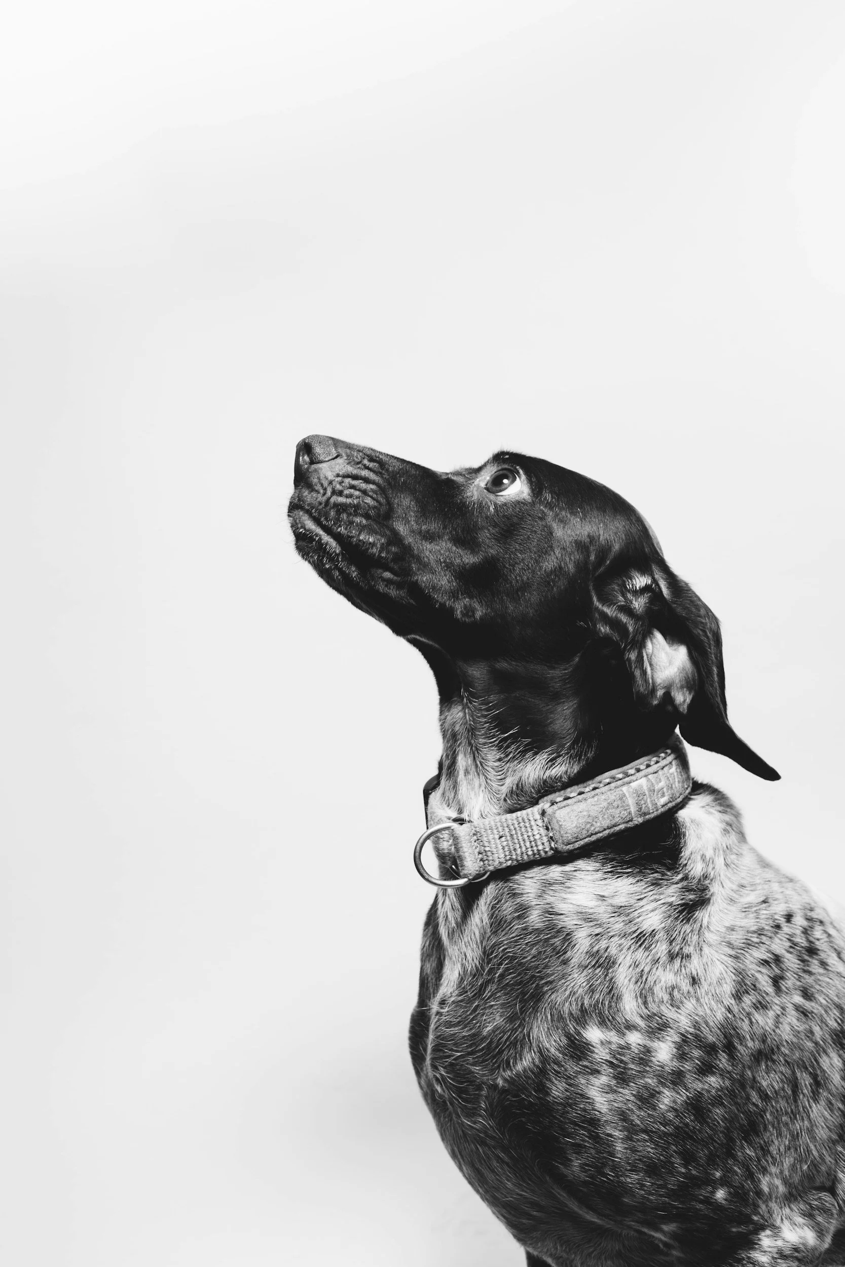 Schwarzer und brauner Hund mit speckigem Fell, schaut nach oben, mit Halsband, auf weißem Hintergrund
