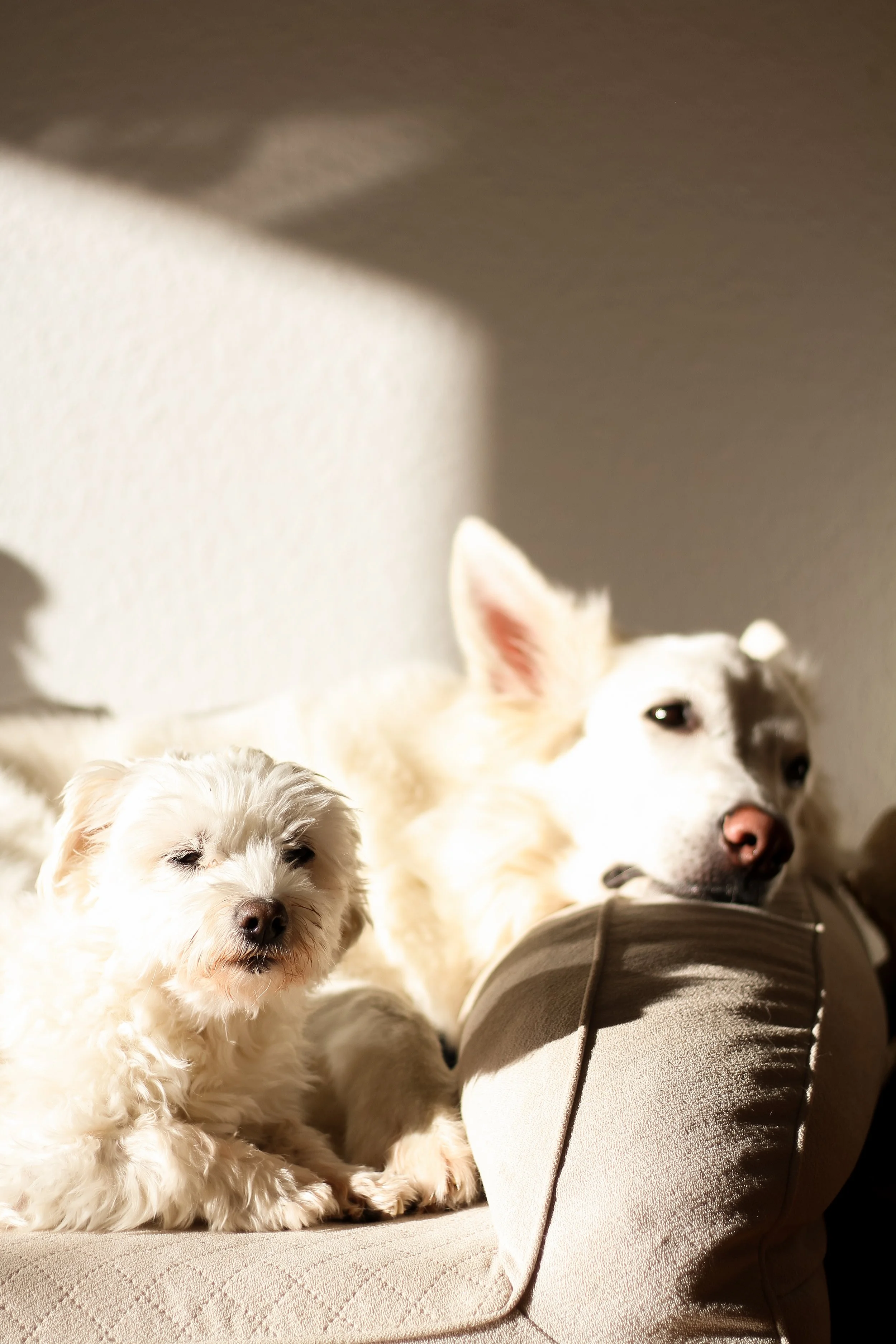Zwei Hunde, ein Havaneserrüde Balu und ein schweizer Schäferhund Saphira, ruhen auf einem gepolsterten Sofa im Sonnenlicht. Beides Hunde der Hundetrainerin Silvia Helbig
