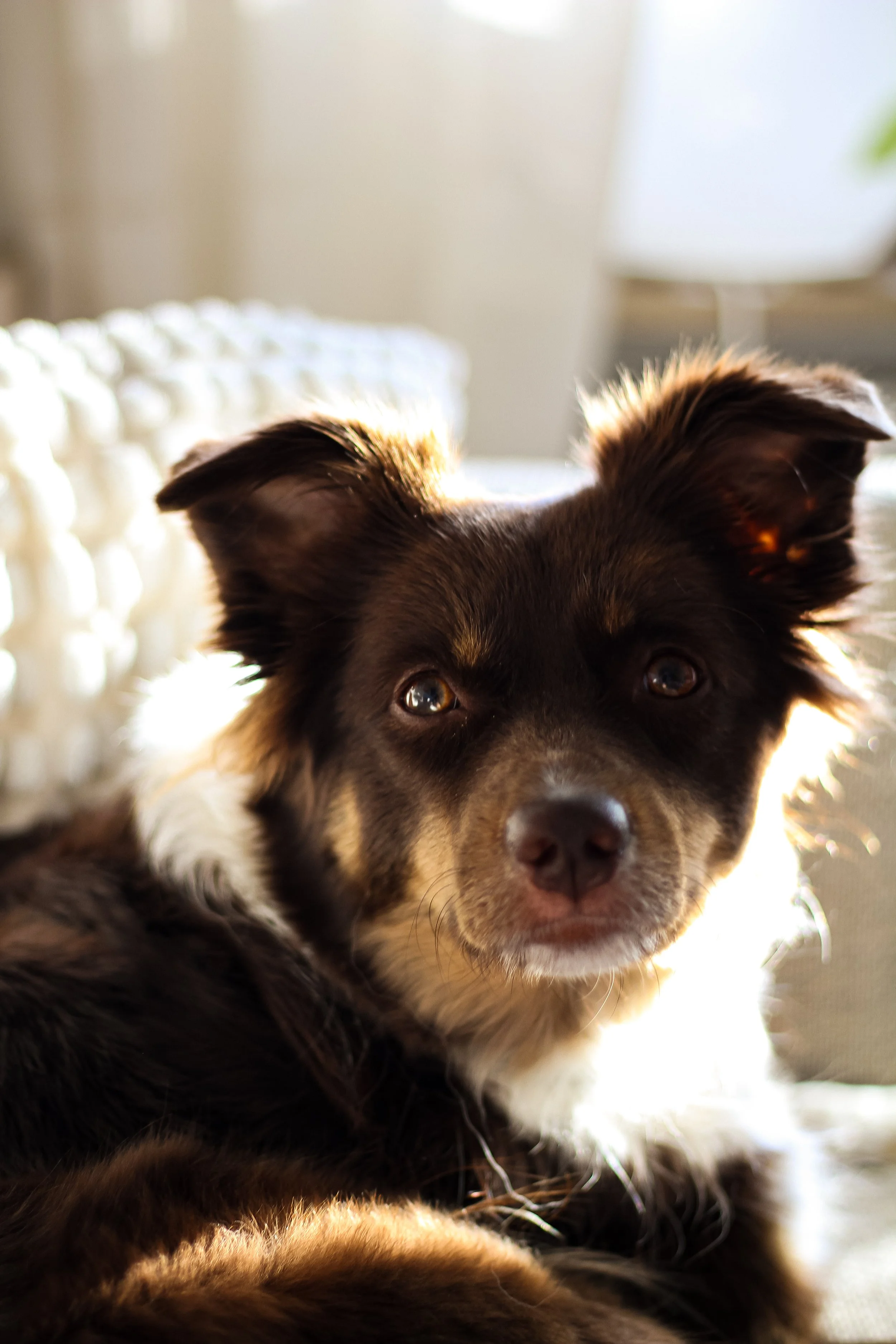 Ein mini Australian Shepherd liegt entspannt auf einem Sofa, im Sonnenlicht.