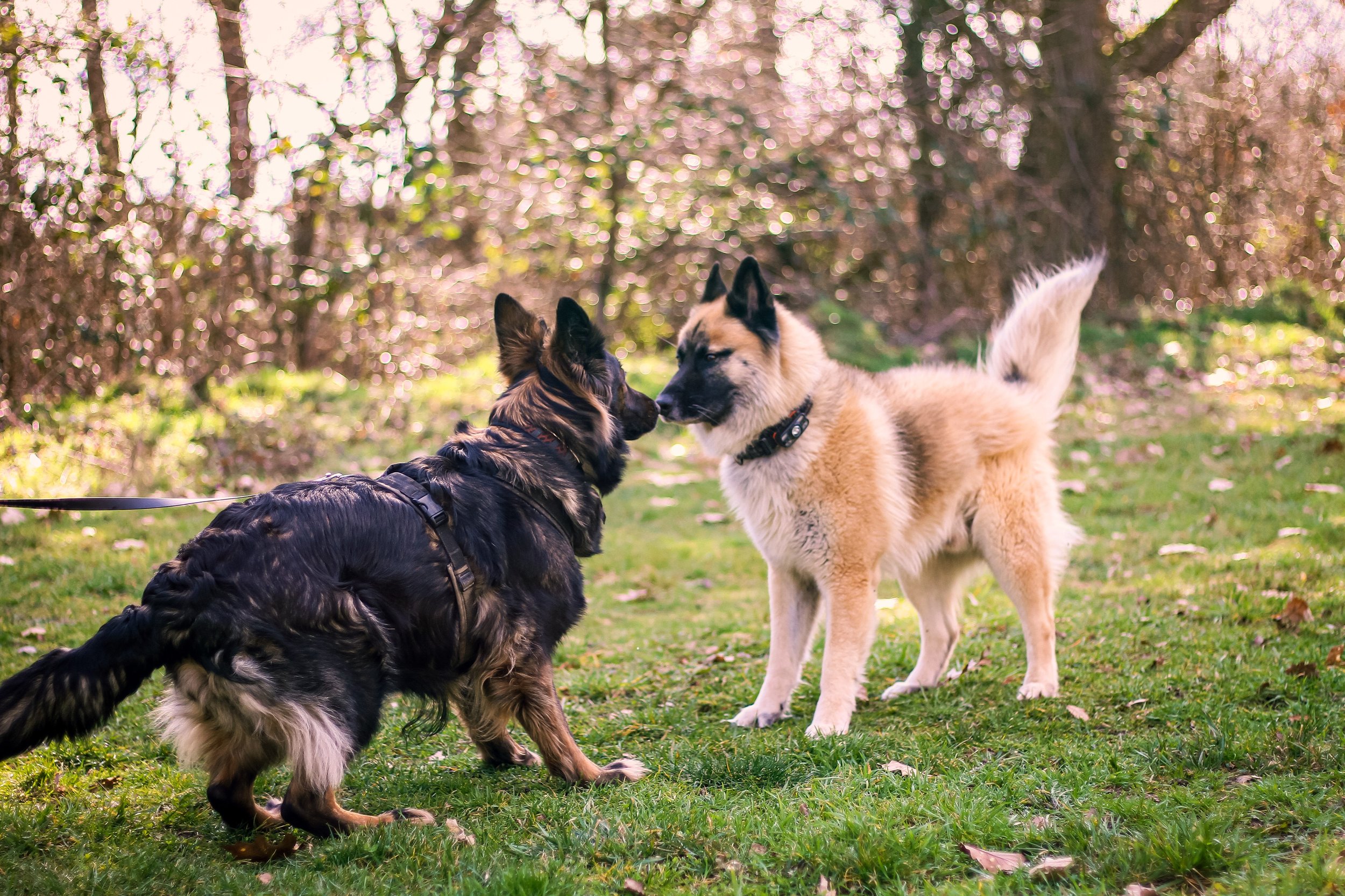 Zwei Hunde, ein schwarzer und ein hellbrauner, stehen sich auf einer Wiese gegenüber, in einer Baumumgebung mit blühenden Büschen im Hintergrund.