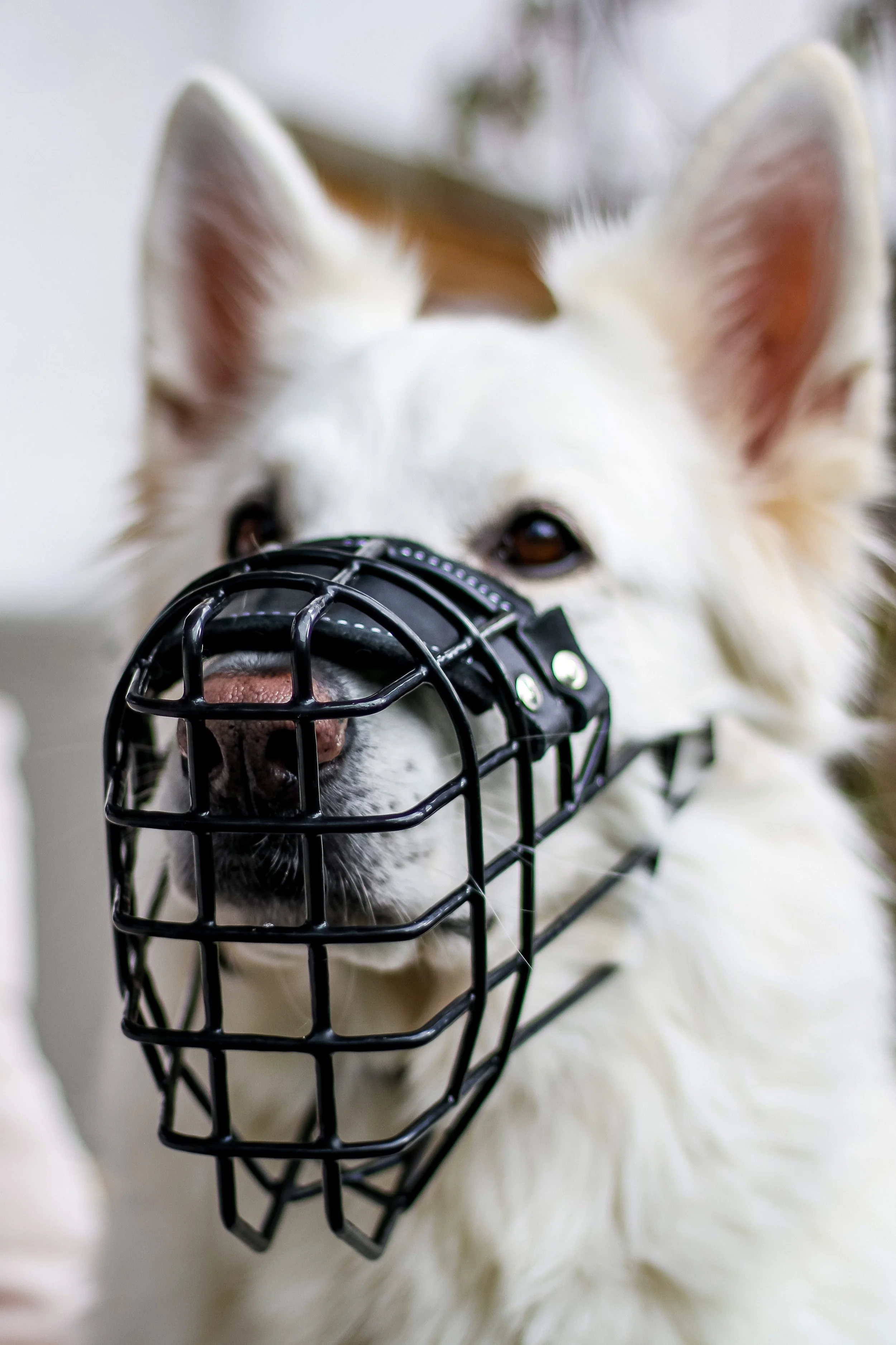 Saphira, ein weißer Schweizer Schäferhund mit Maulkorb aus schwarzem Metall.