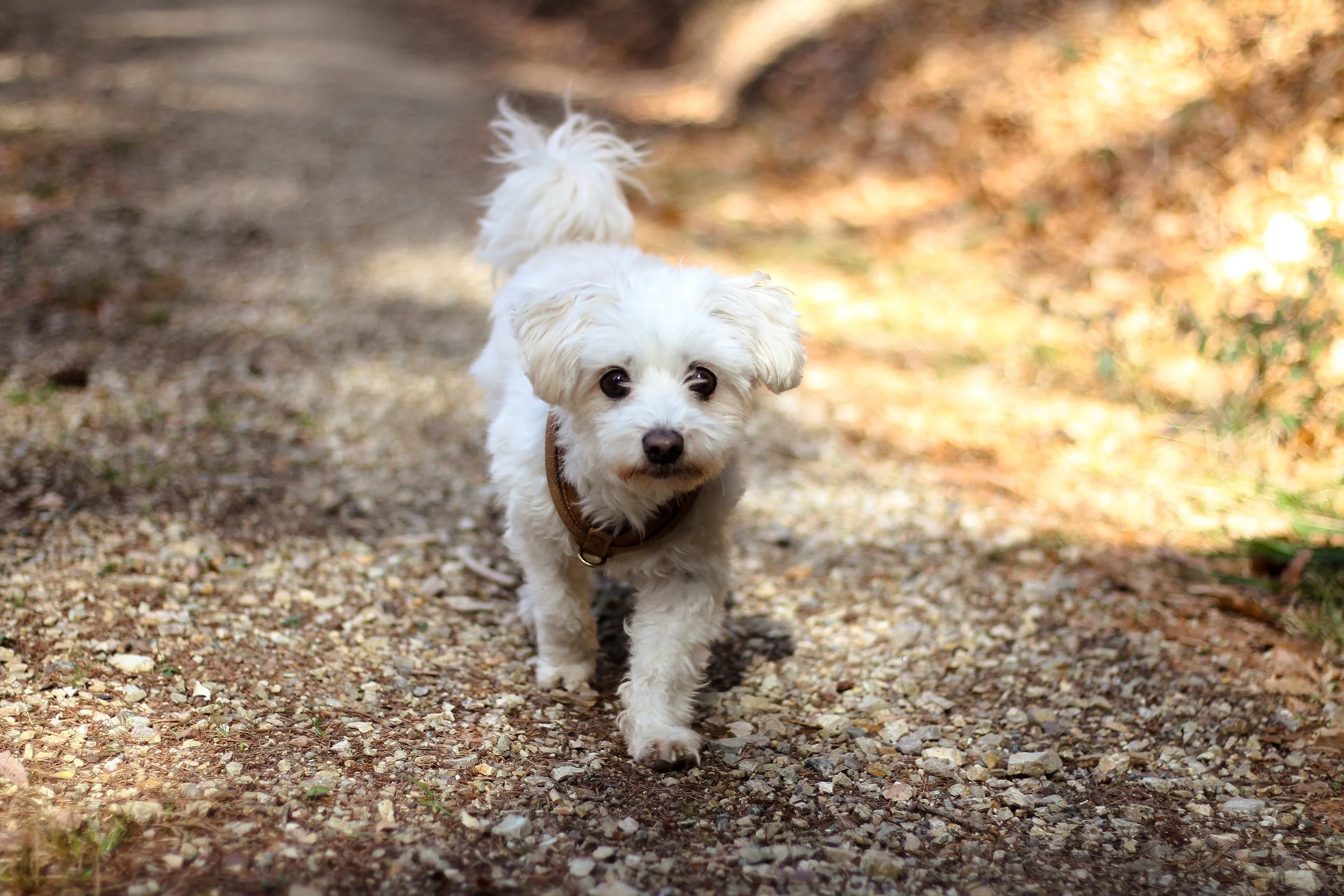 Kleiner weißer Hund mit braunem Halsband läuft auf einem steinigen Pfad durch einen Wald, im Hintergrund Sonne und Blätter